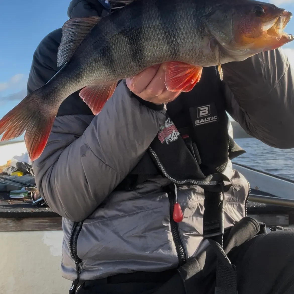 European perch caught on Fishbrain