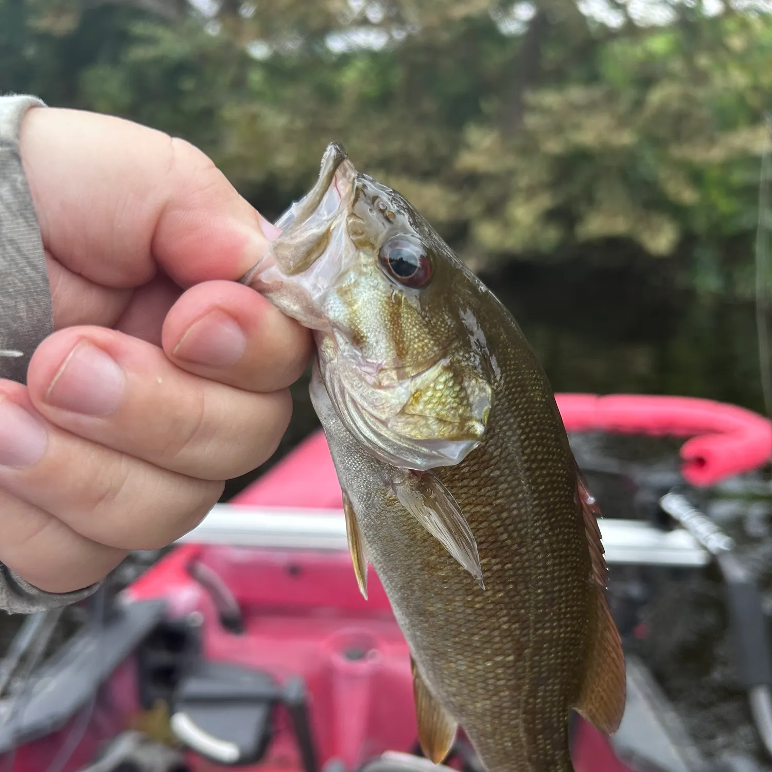 Smallmouth bass caught on Fishbrain