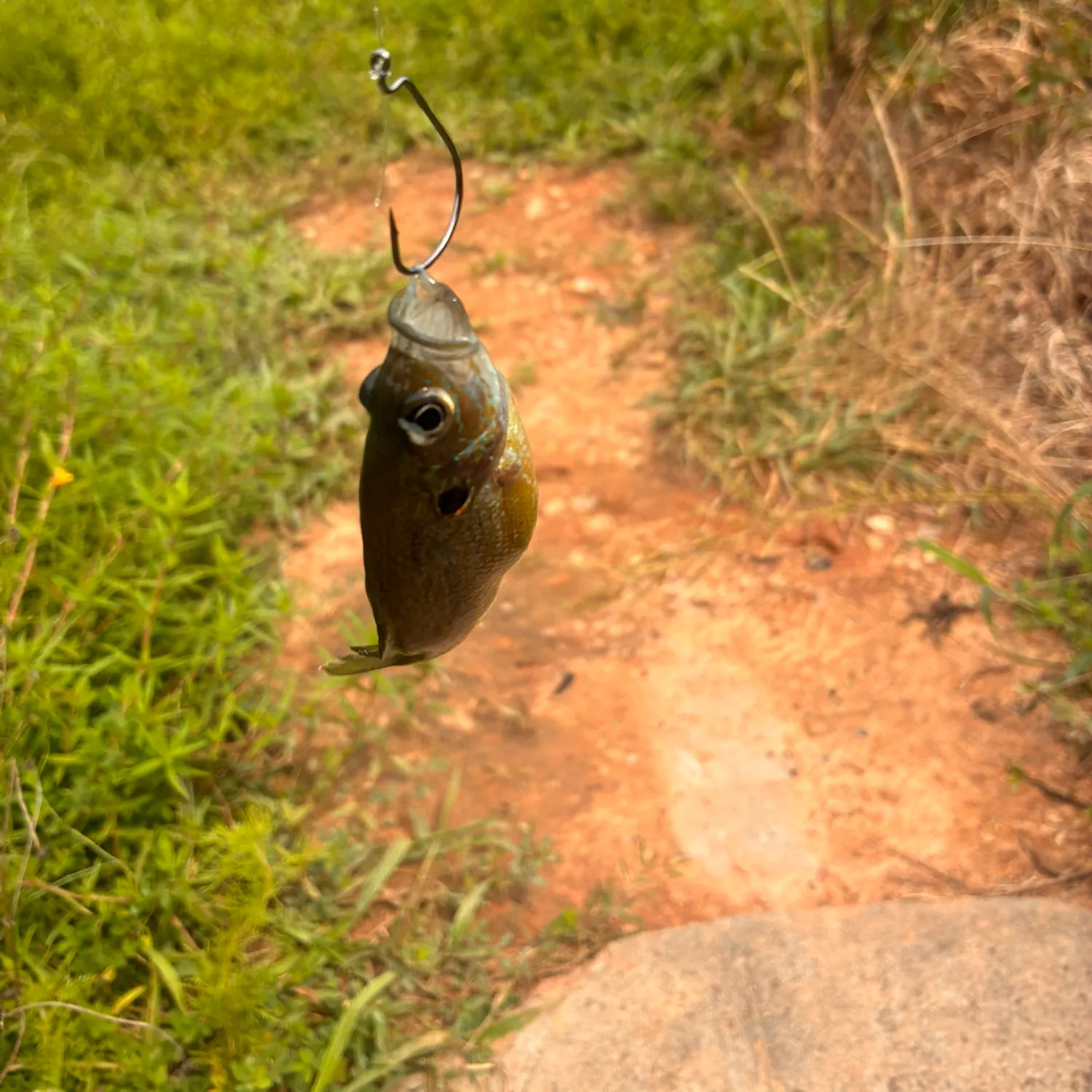 Green sunfish caught on Fishbrain