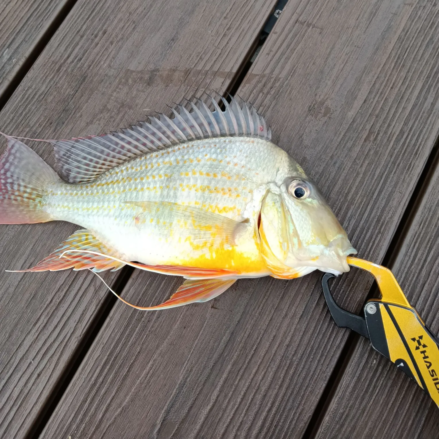 The most recent Eartheater cichlid catches on Fishbrain