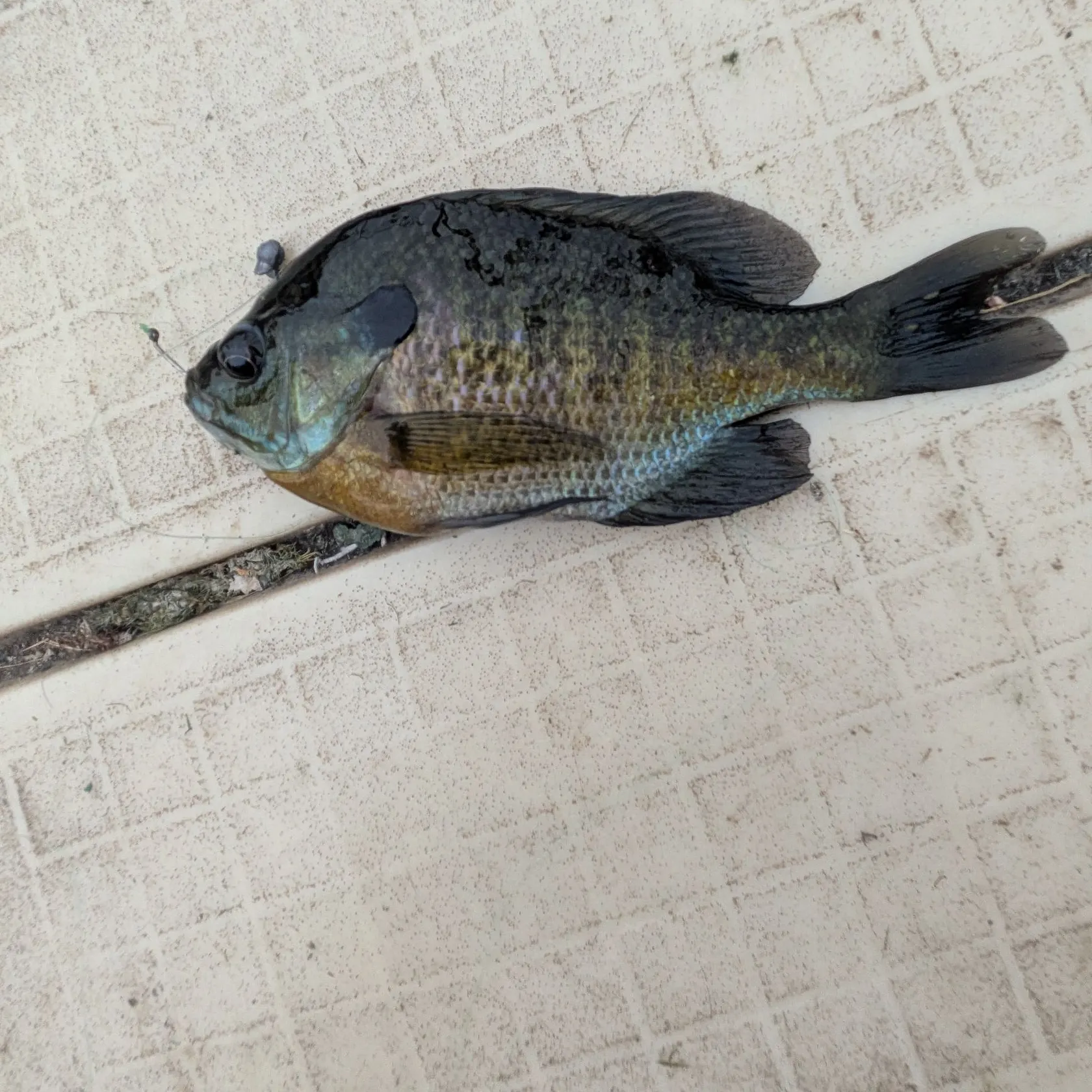 Bluegill caught on Fishbrain