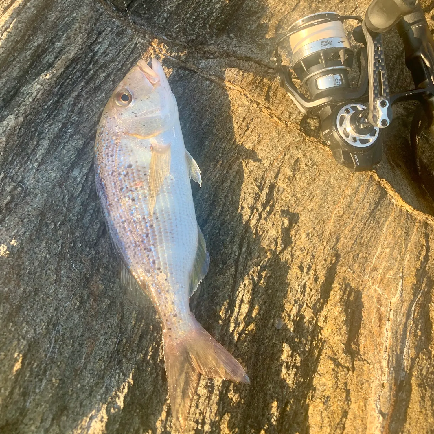 The most recent Common dentex catches on Fishbrain