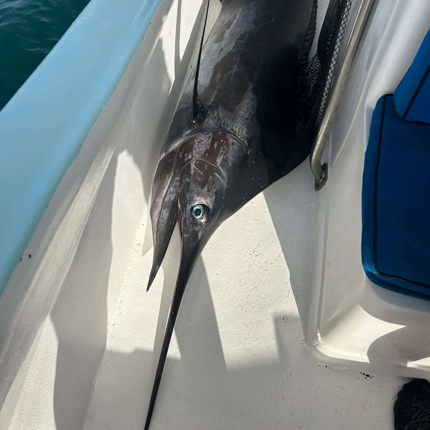 The most recent Black marlin catches on Fishbrain