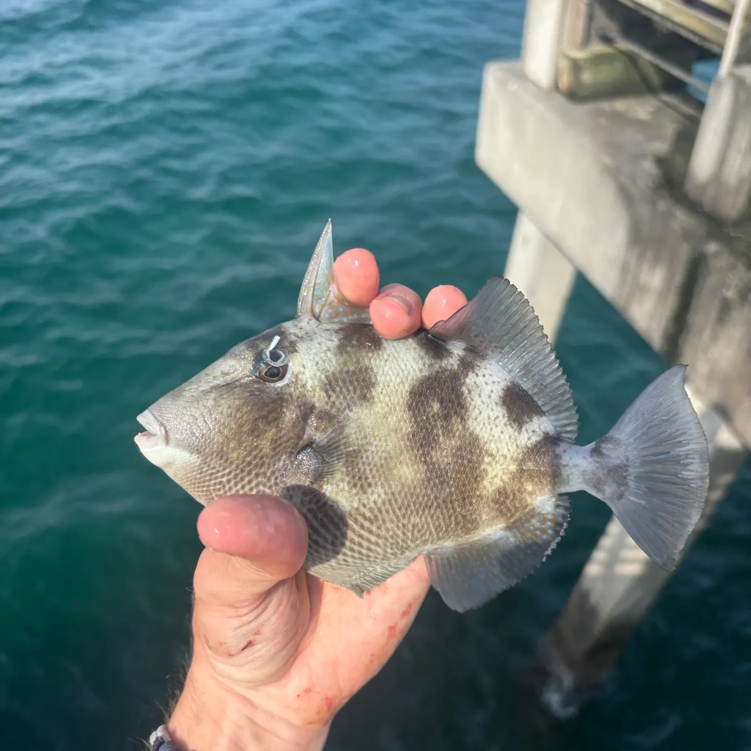 Grey triggerfish caught on Fishbrain