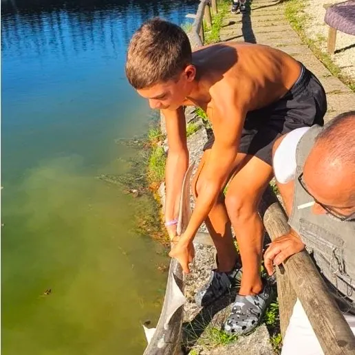 White sturgeon caught on Fishbrain