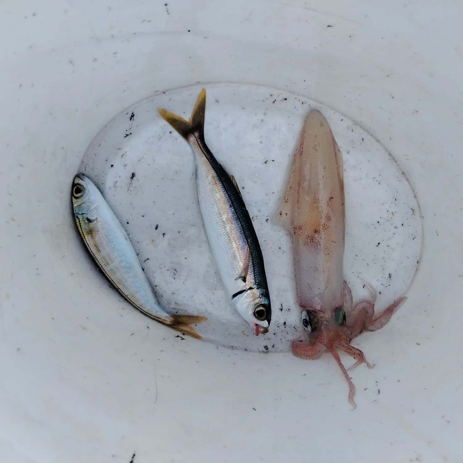 The most recent European flying squid catches on Fishbrain