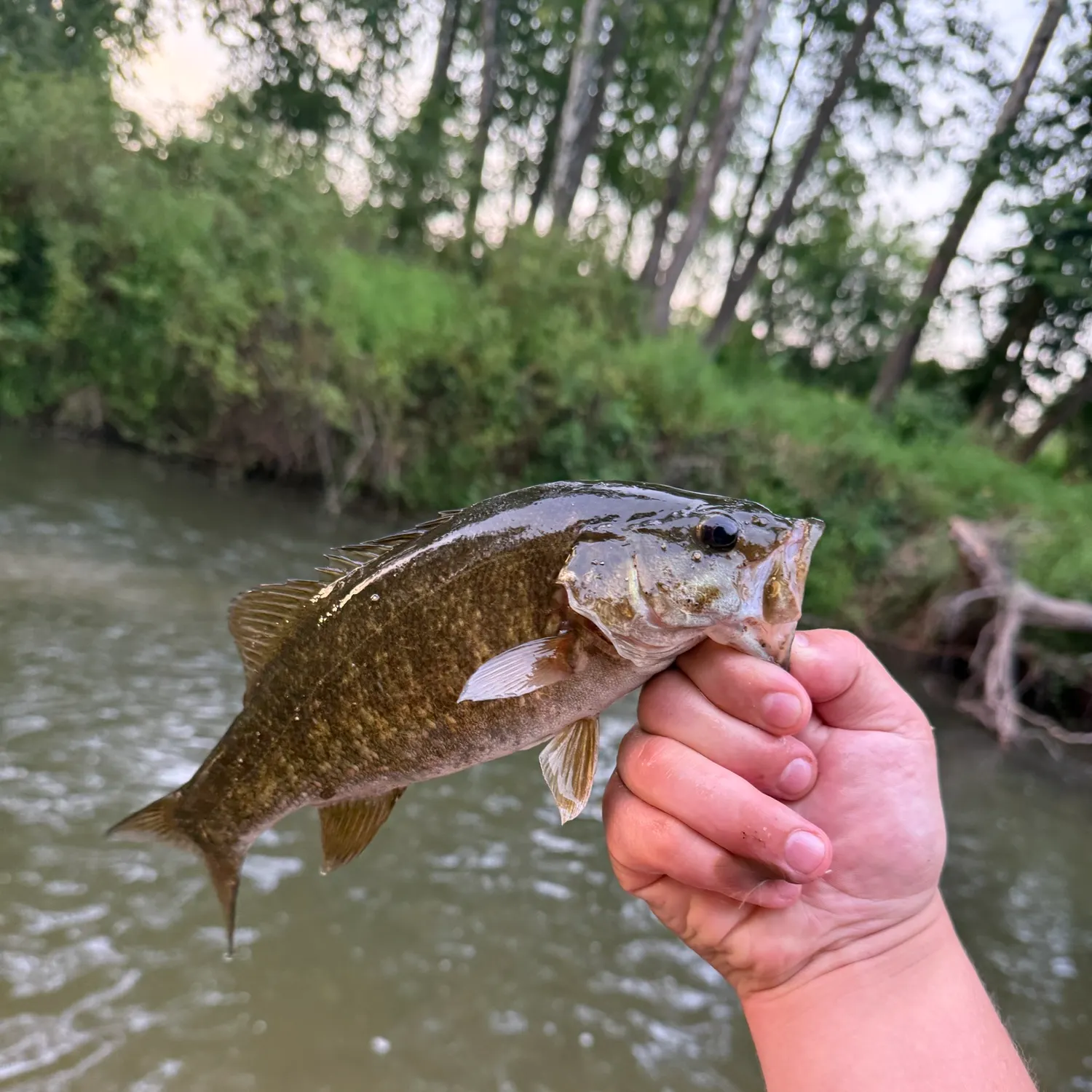 Smallmouth bass caught on Fishbrain