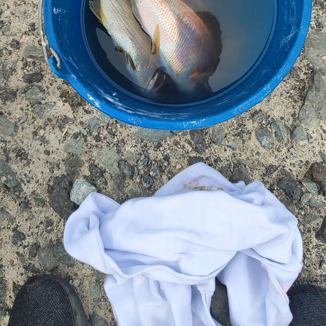The most recent Common two-banded seabream catches on Fishbrain