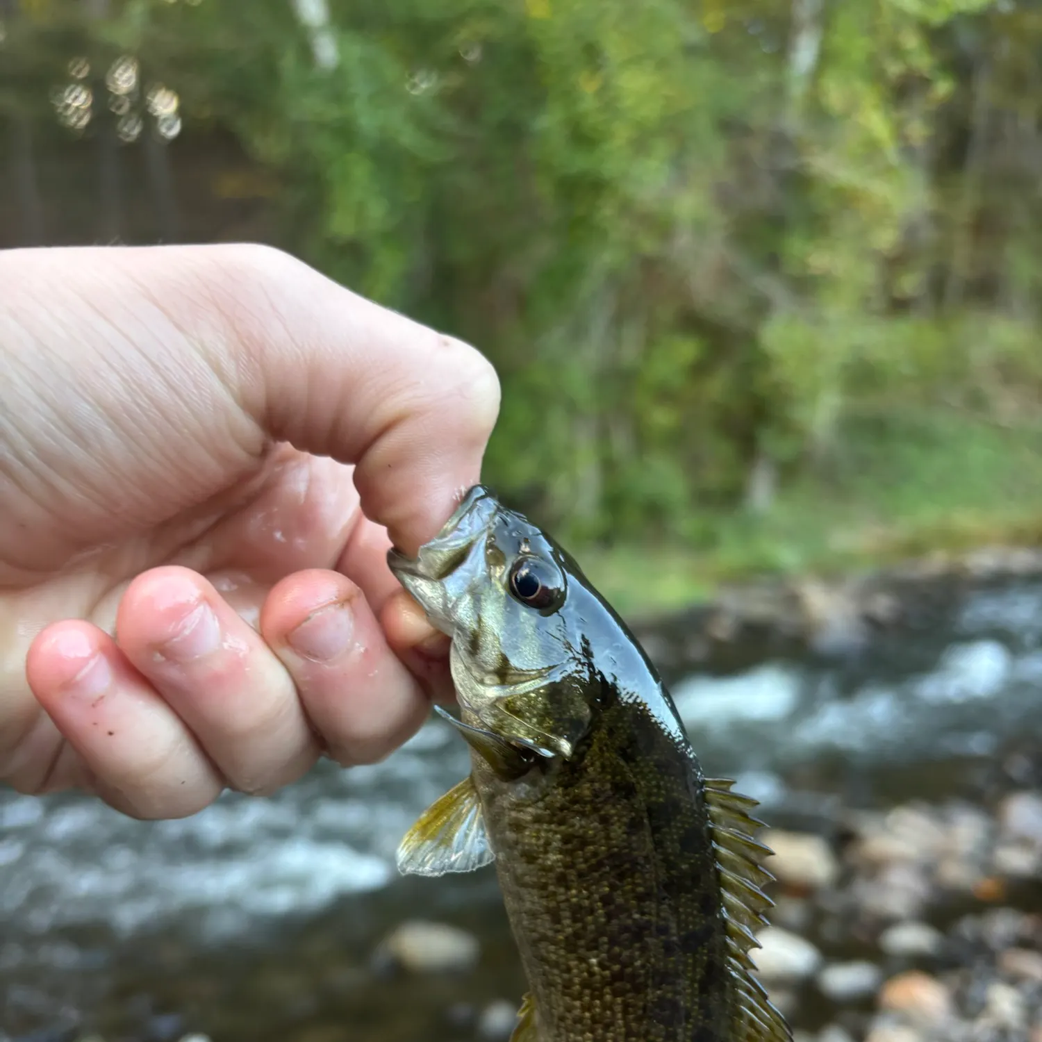 Smallmouth bass caught on Fishbrain