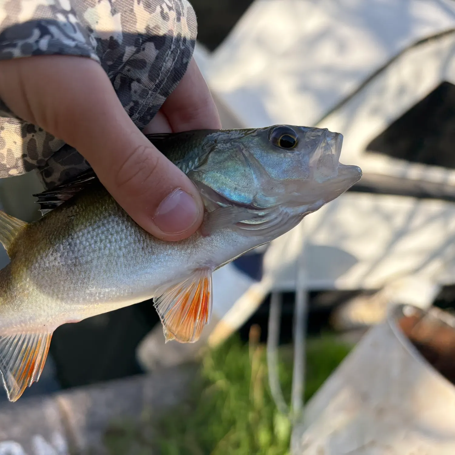 European perch caught on Fishbrain