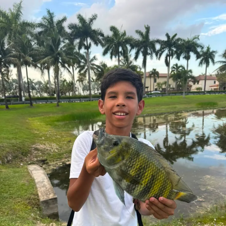 Zebra tilapia caught on Fishbrain