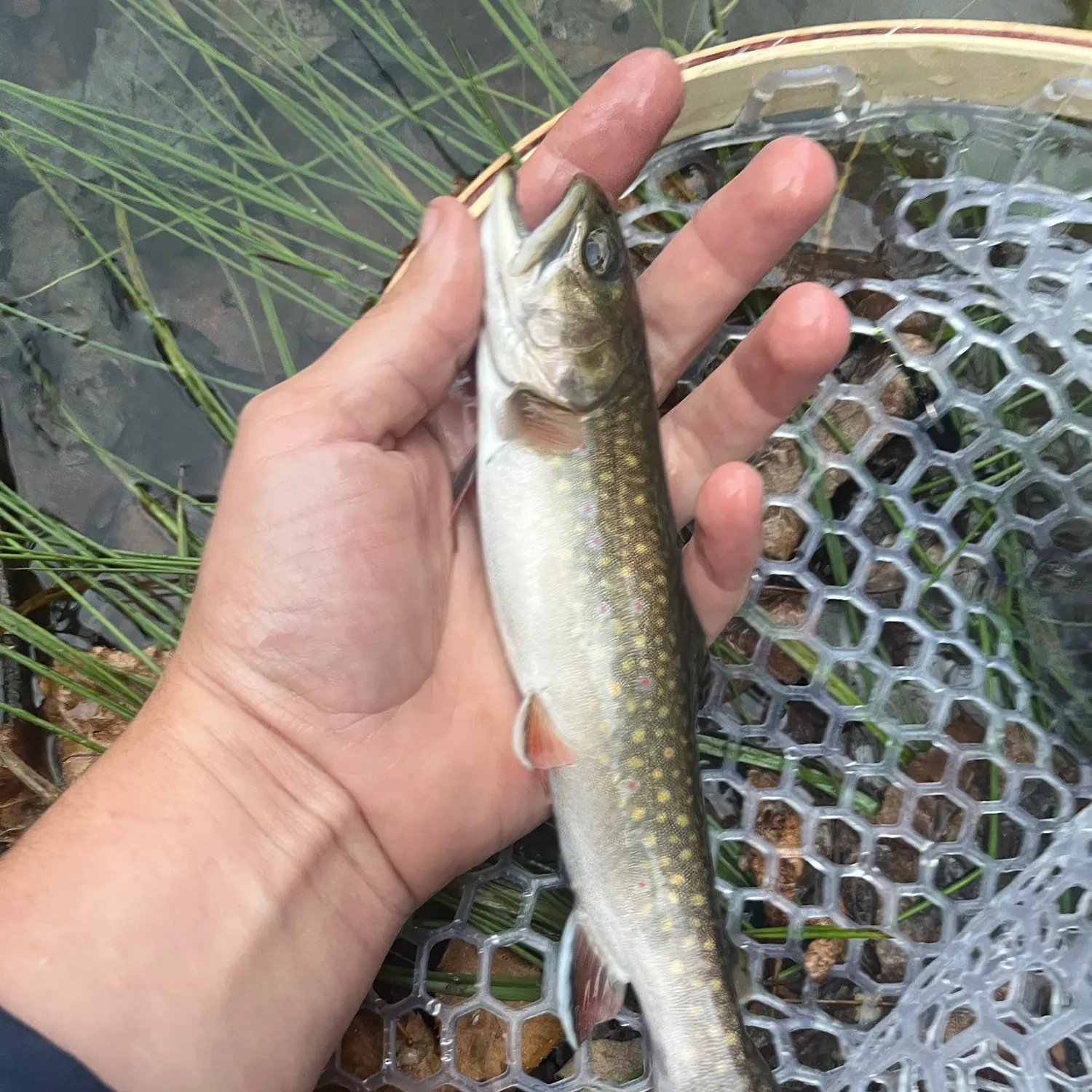 Brook trout caught on Fishbrain