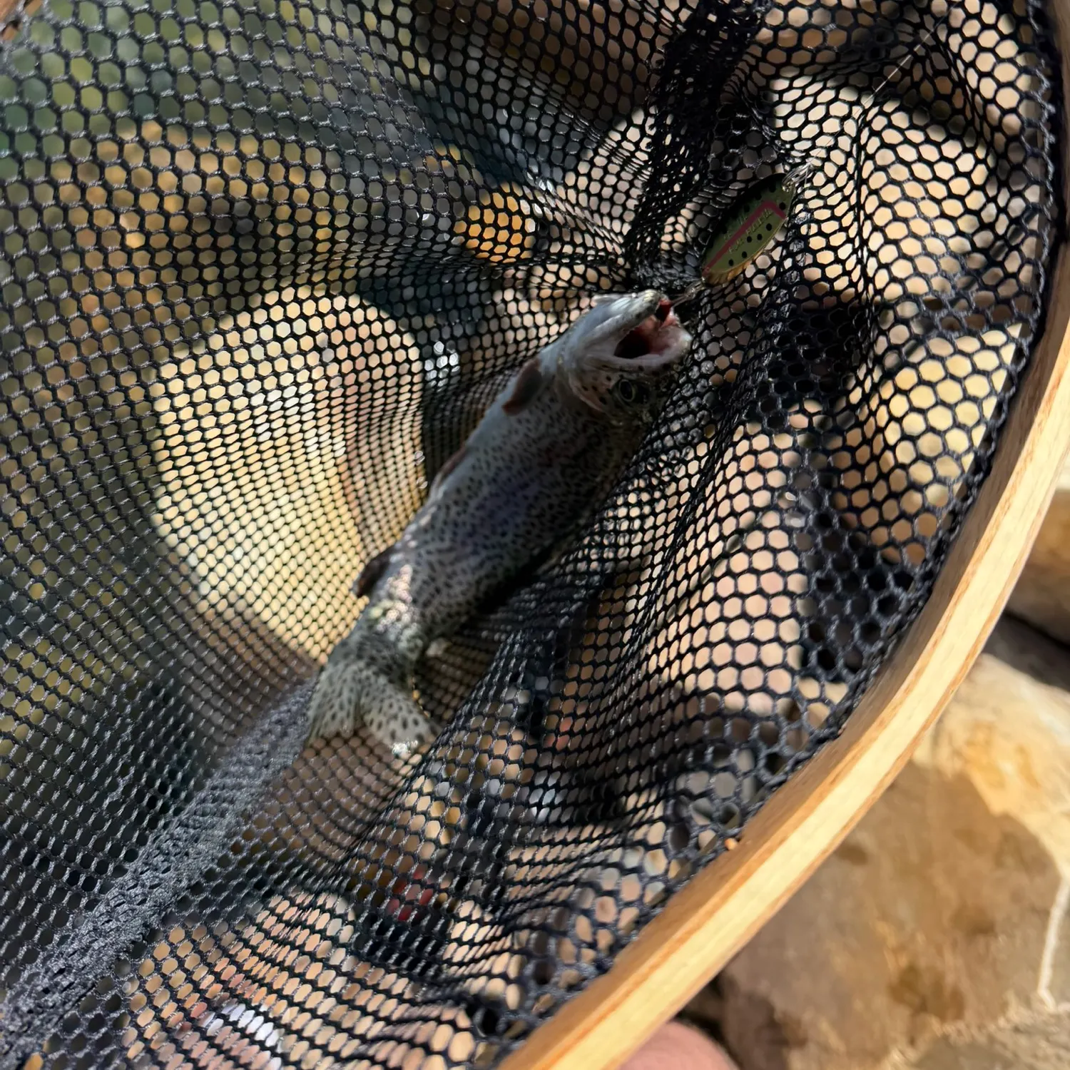 Rainbow trout caught on Fishbrain