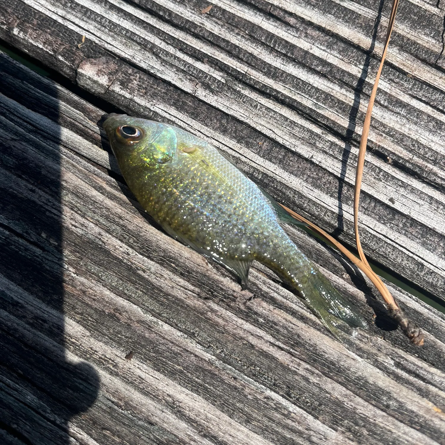 Green sunfish caught on Fishbrain