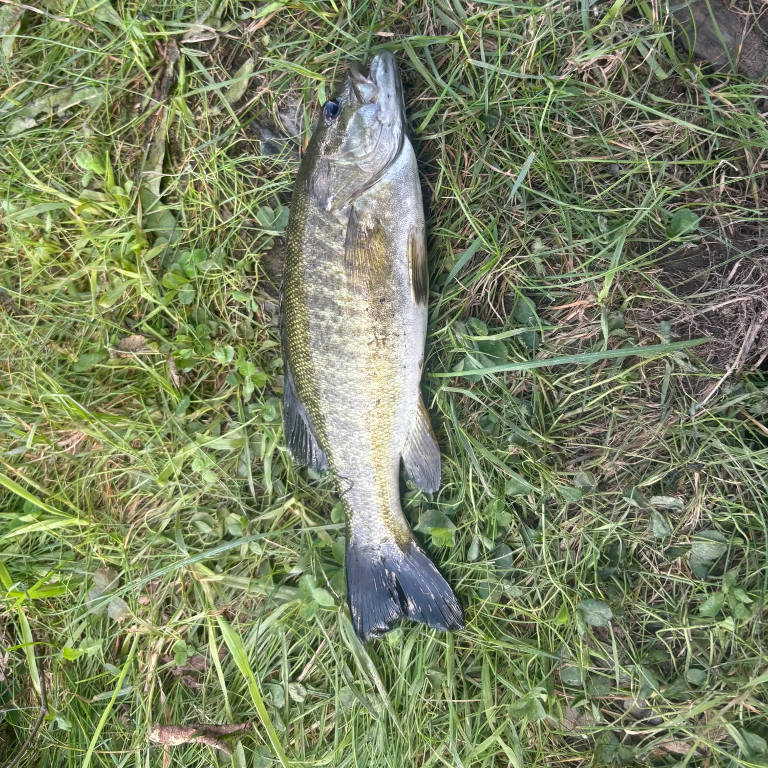 Smallmouth bass caught on Fishbrain