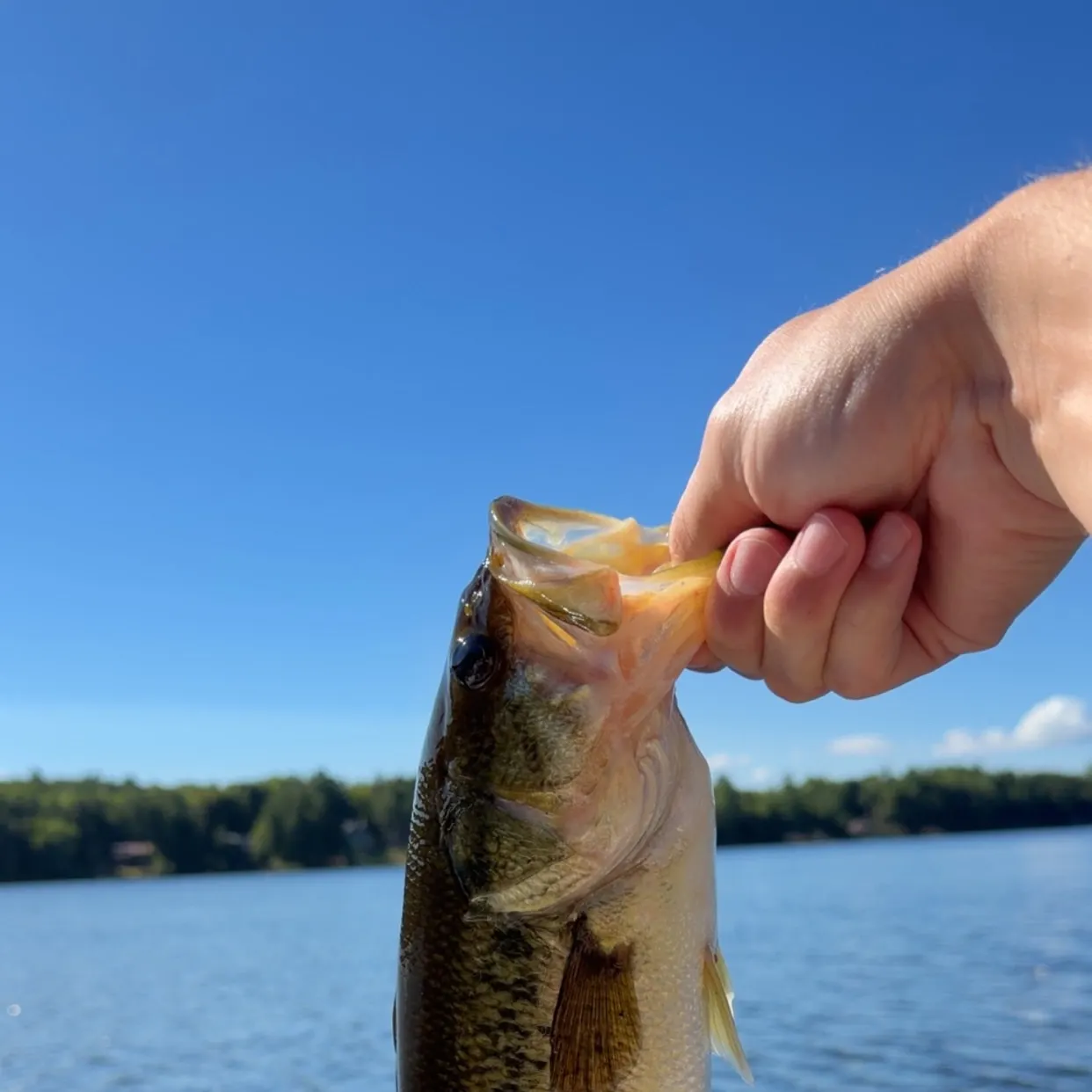 Largemouth bass caught on Fishbrain