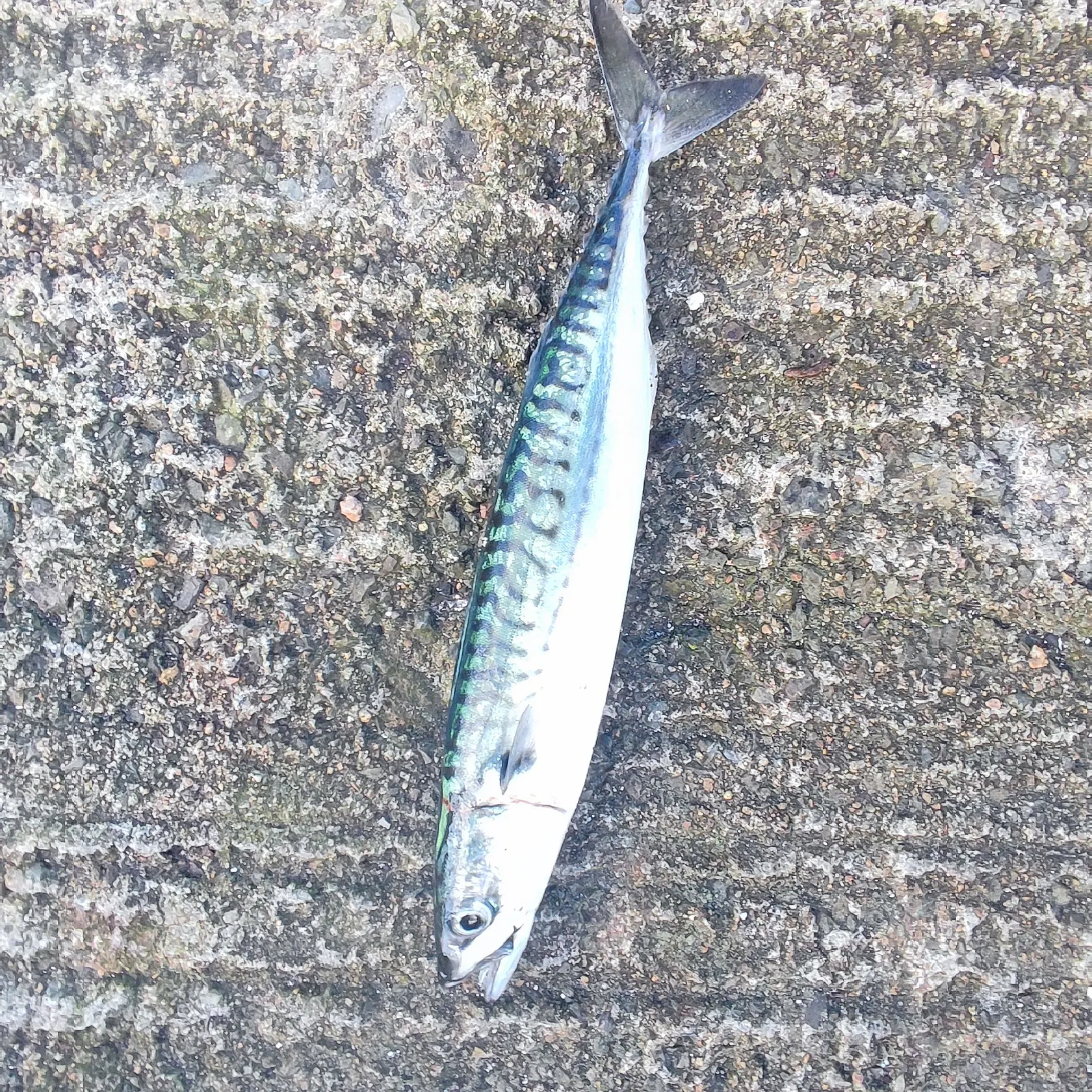 Atlantic mackerel caught on Fishbrain