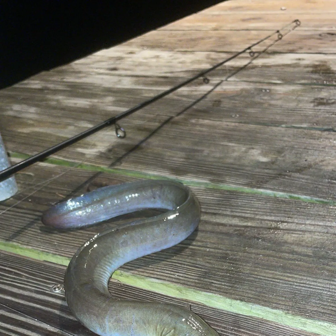 The most recent American eel catches on Fishbrain