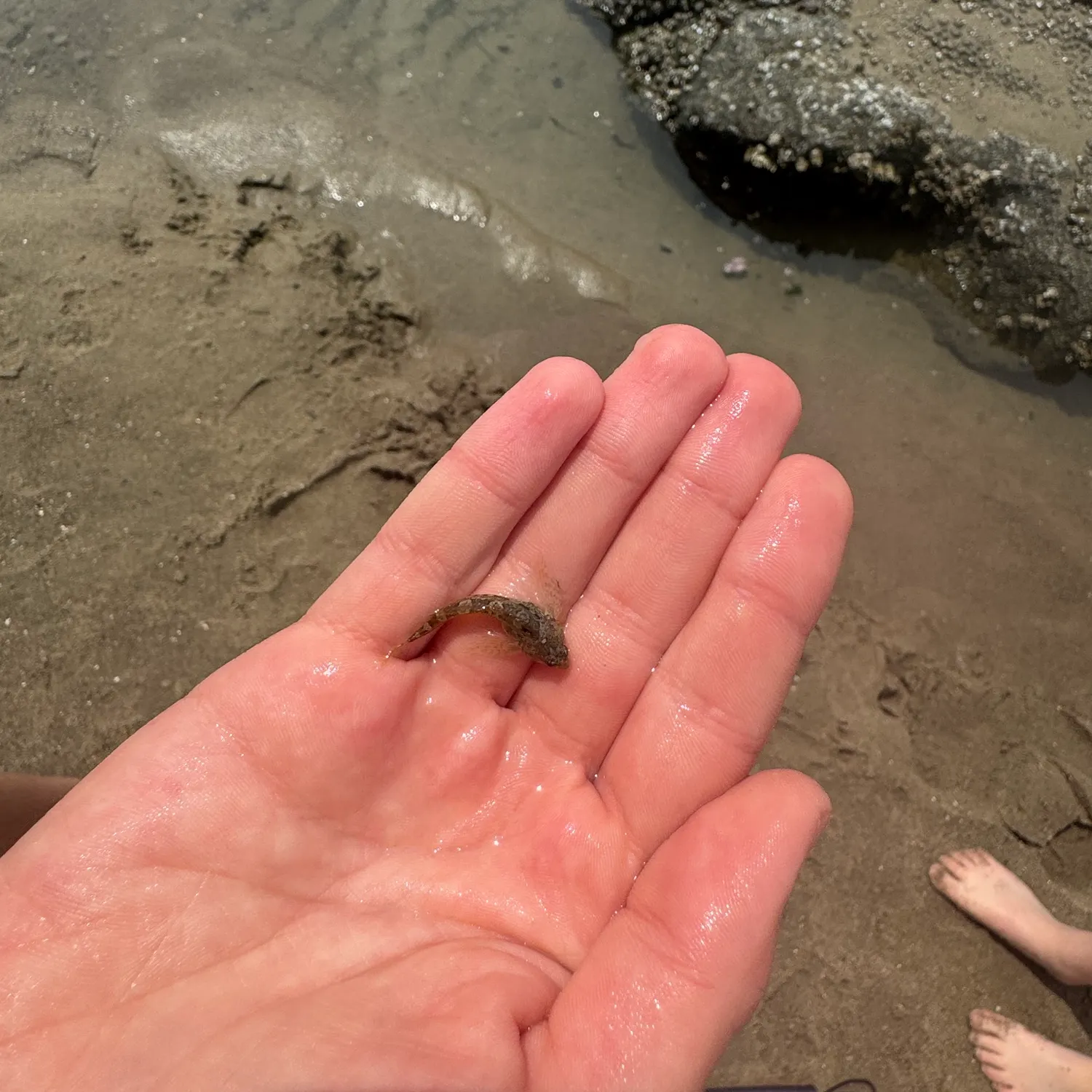 The most recent Longspined bullhead catches on Fishbrain