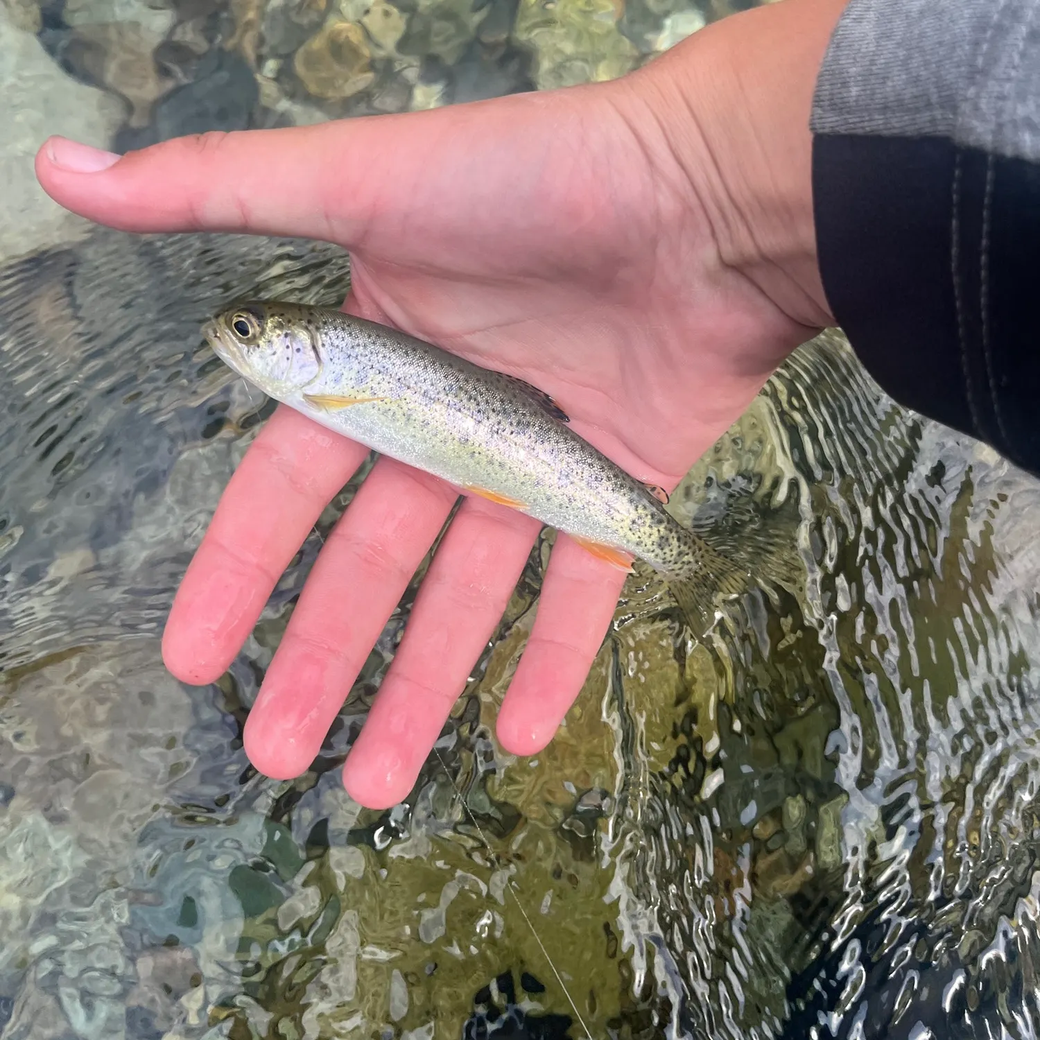 Coastal cutthroat trout caught on Fishbrain