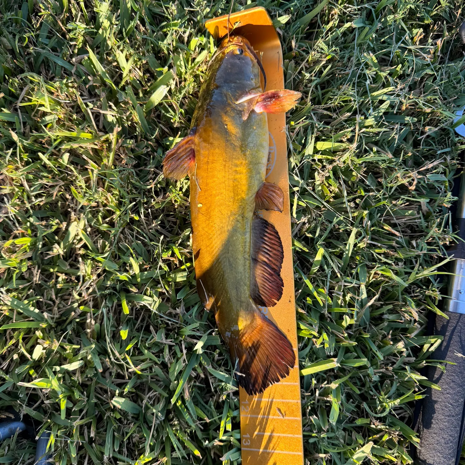 Yellow bullhead caught on Fishbrain