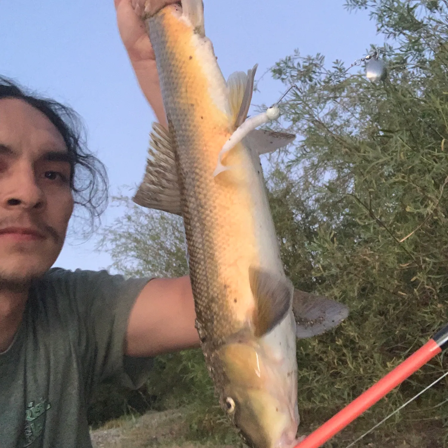The most recent Sacramento sucker catches on Fishbrain