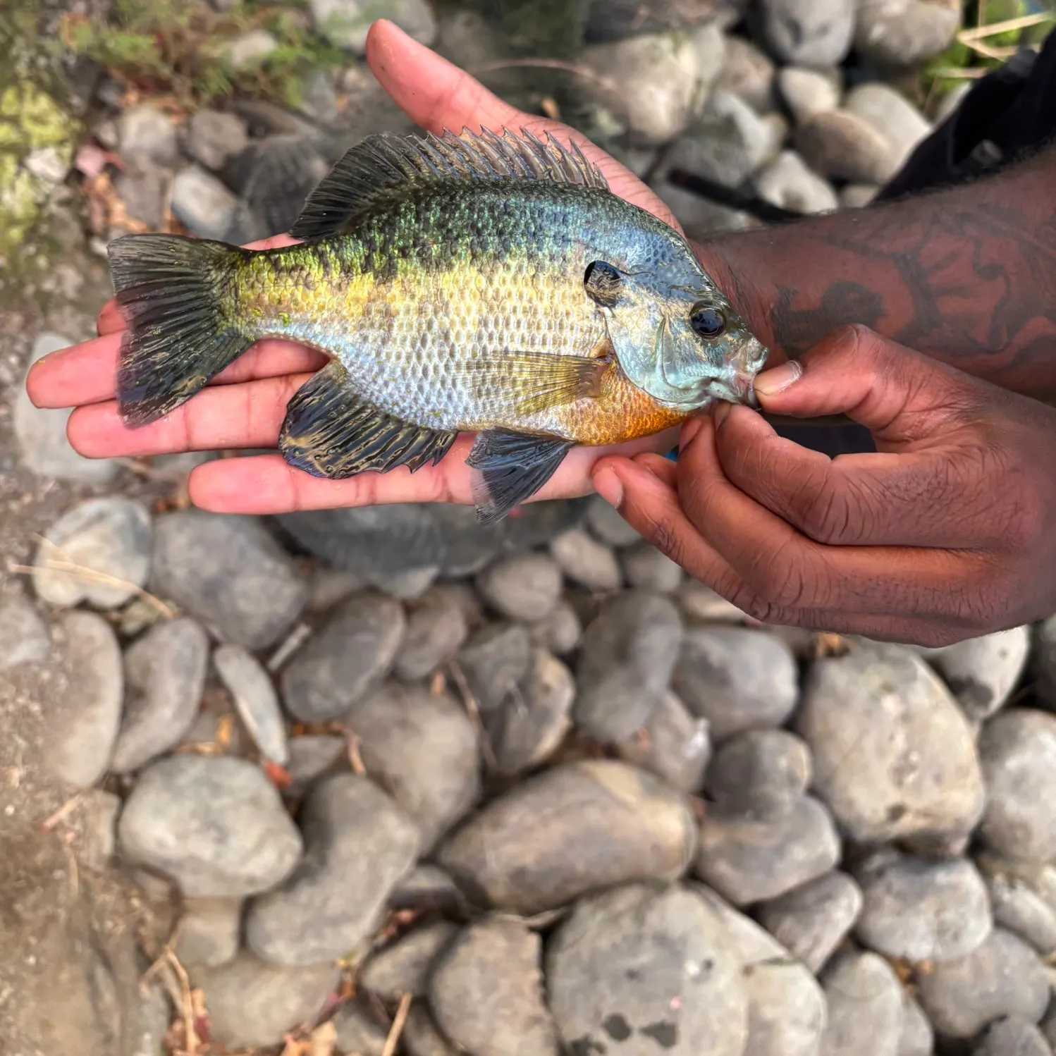 catch