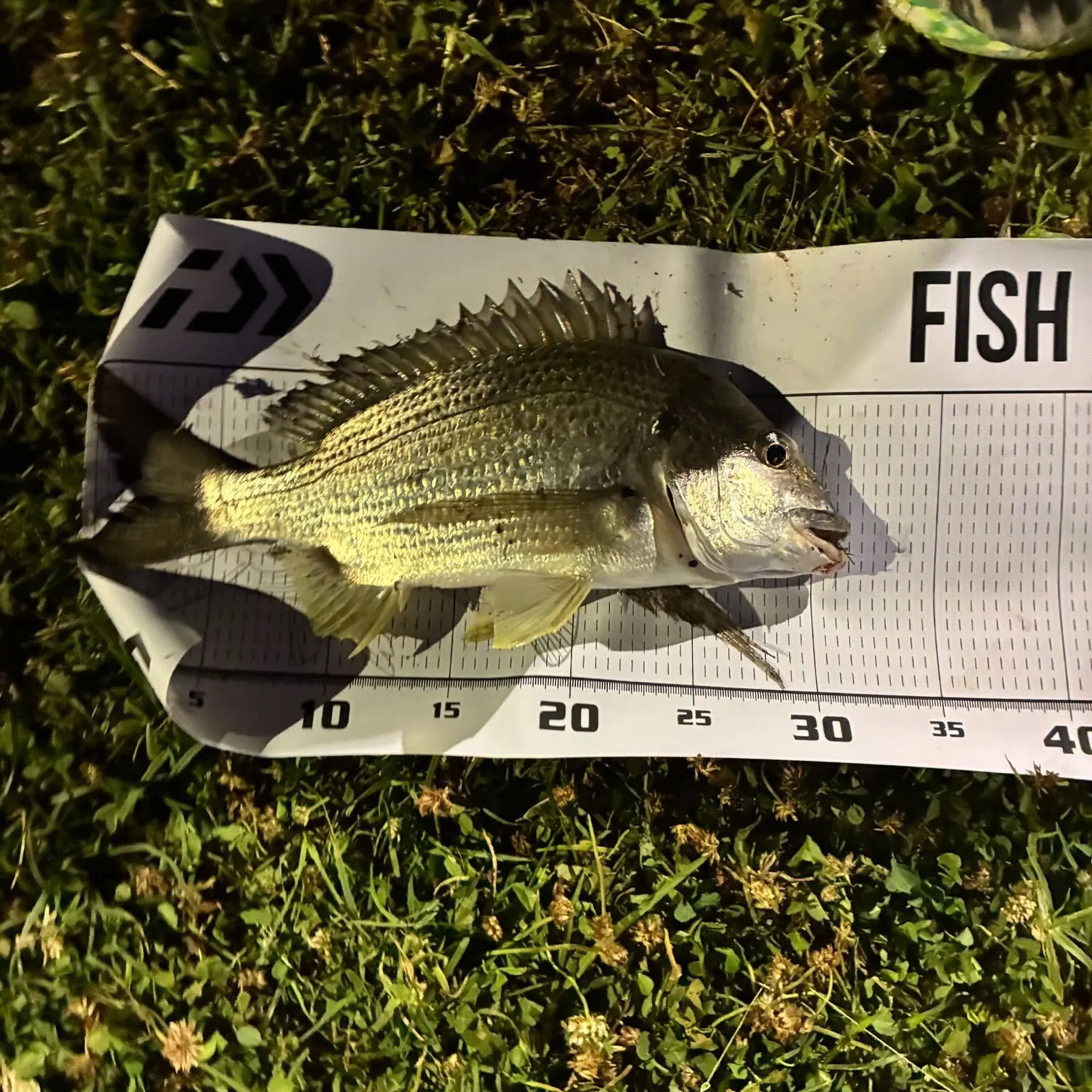 Surf bream caught on Fishbrain