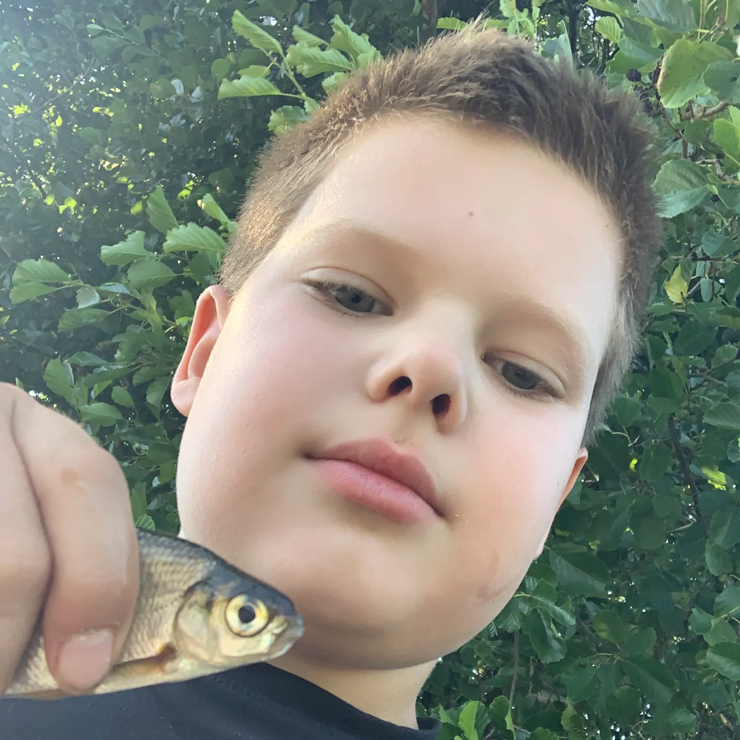 Common roach caught on Fishbrain