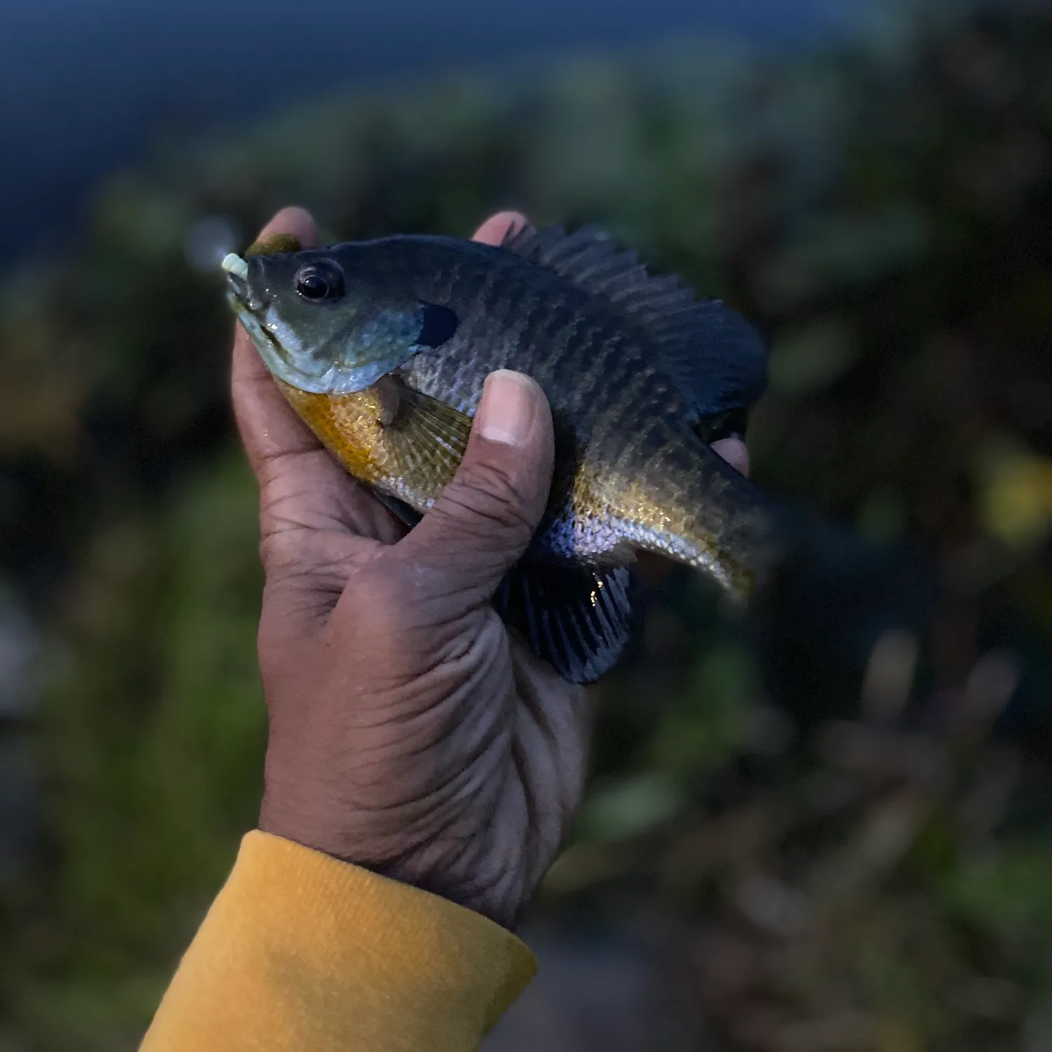 Bluegill caught on Fishbrain