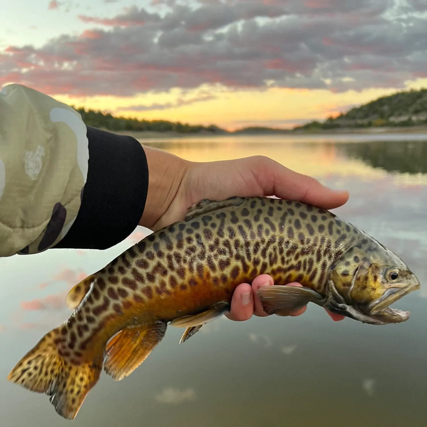 Tiger trout caught on Fishbrain