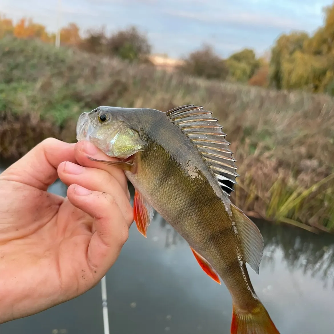 European perch caught on Fishbrain