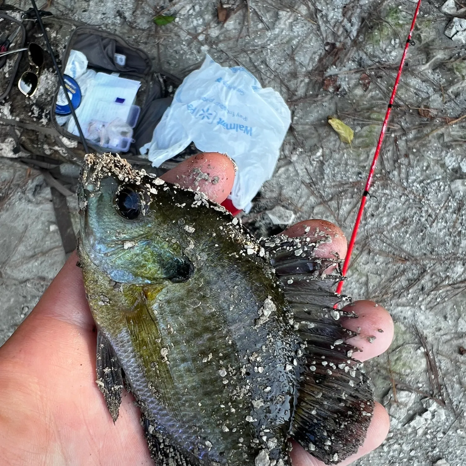 Bluegill caught on Fishbrain
