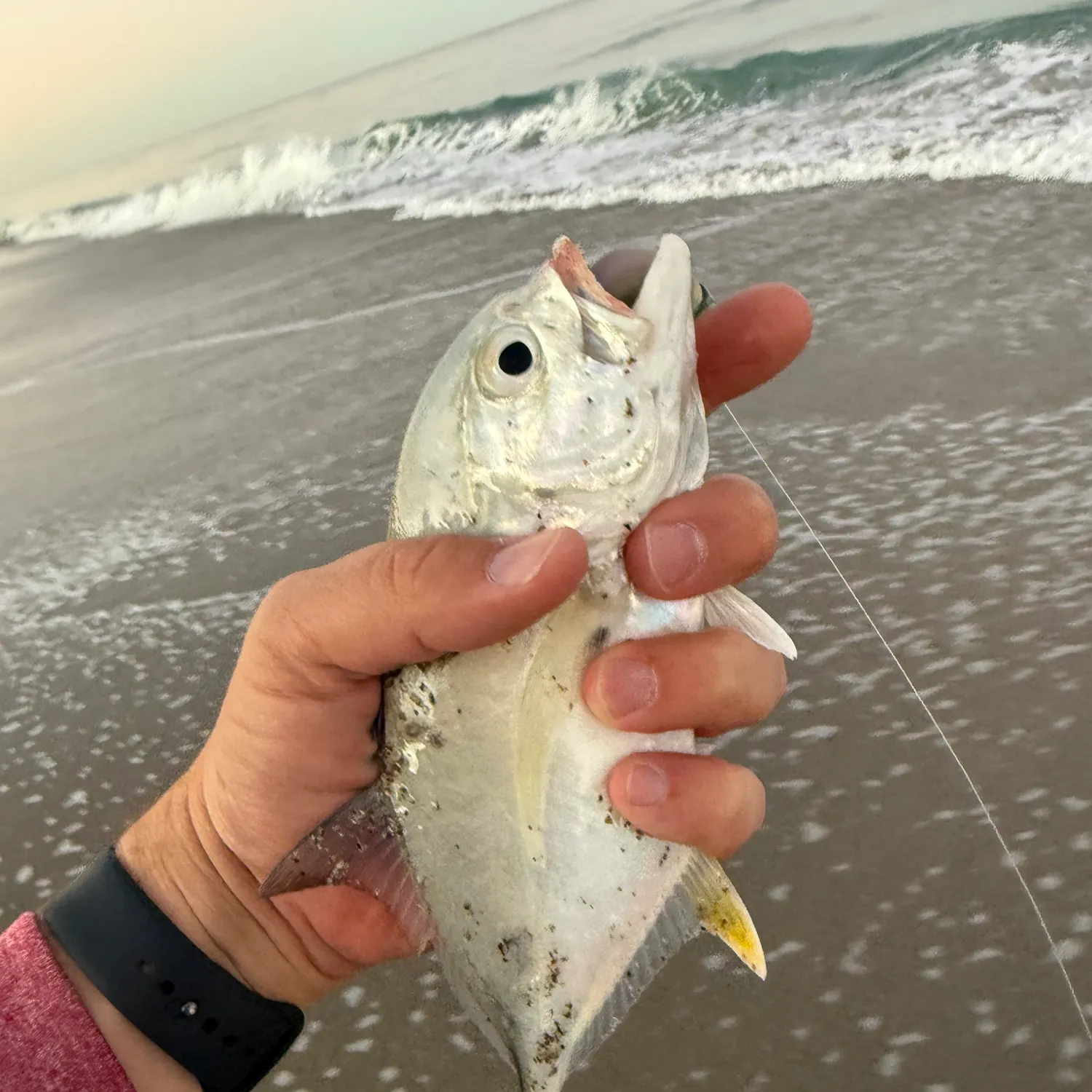 The most recent Crevalle jack catches on Fishbrain
