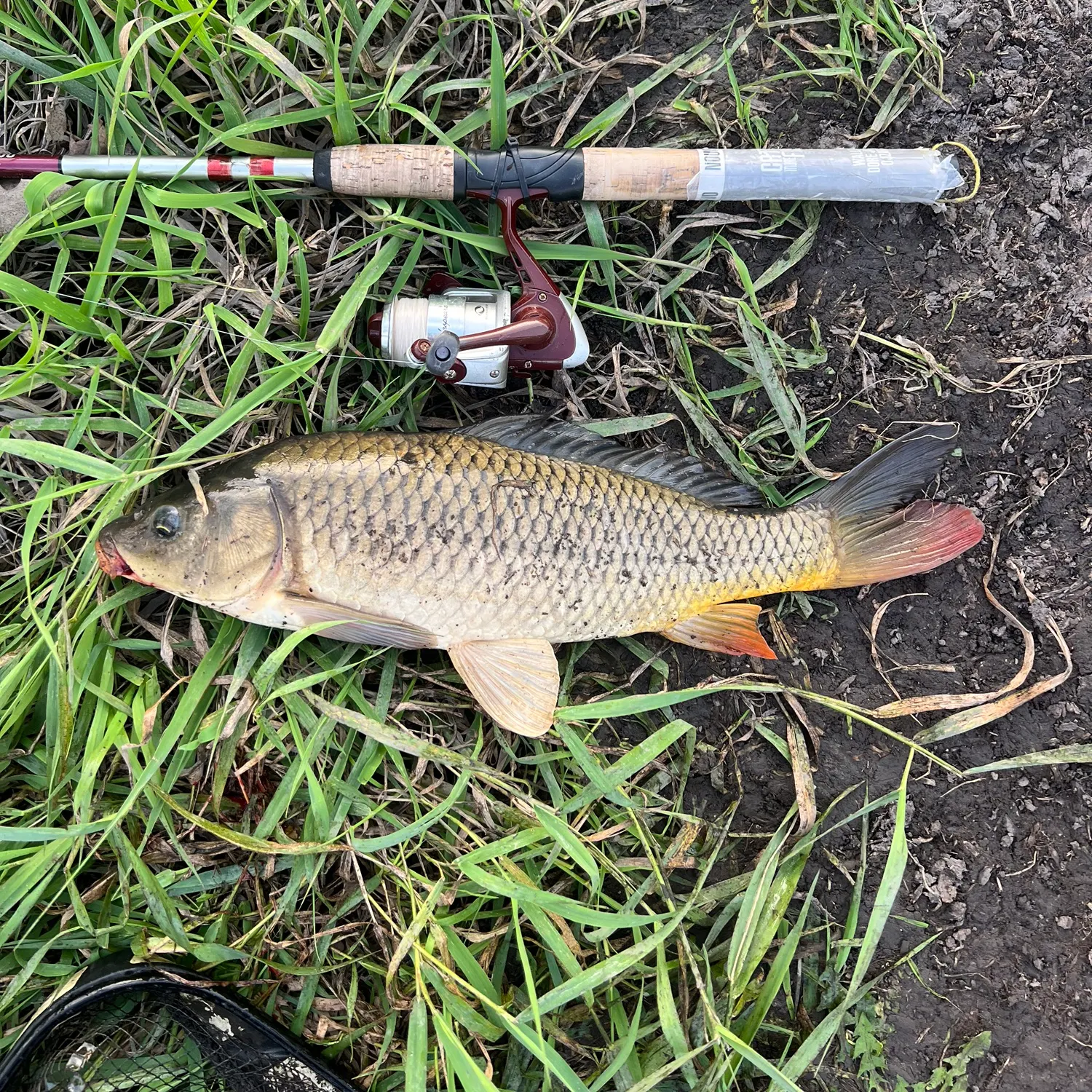 Common carp caught on Fishbrain