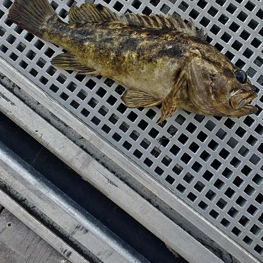 The most recent Grass rockfish catches on Fishbrain
