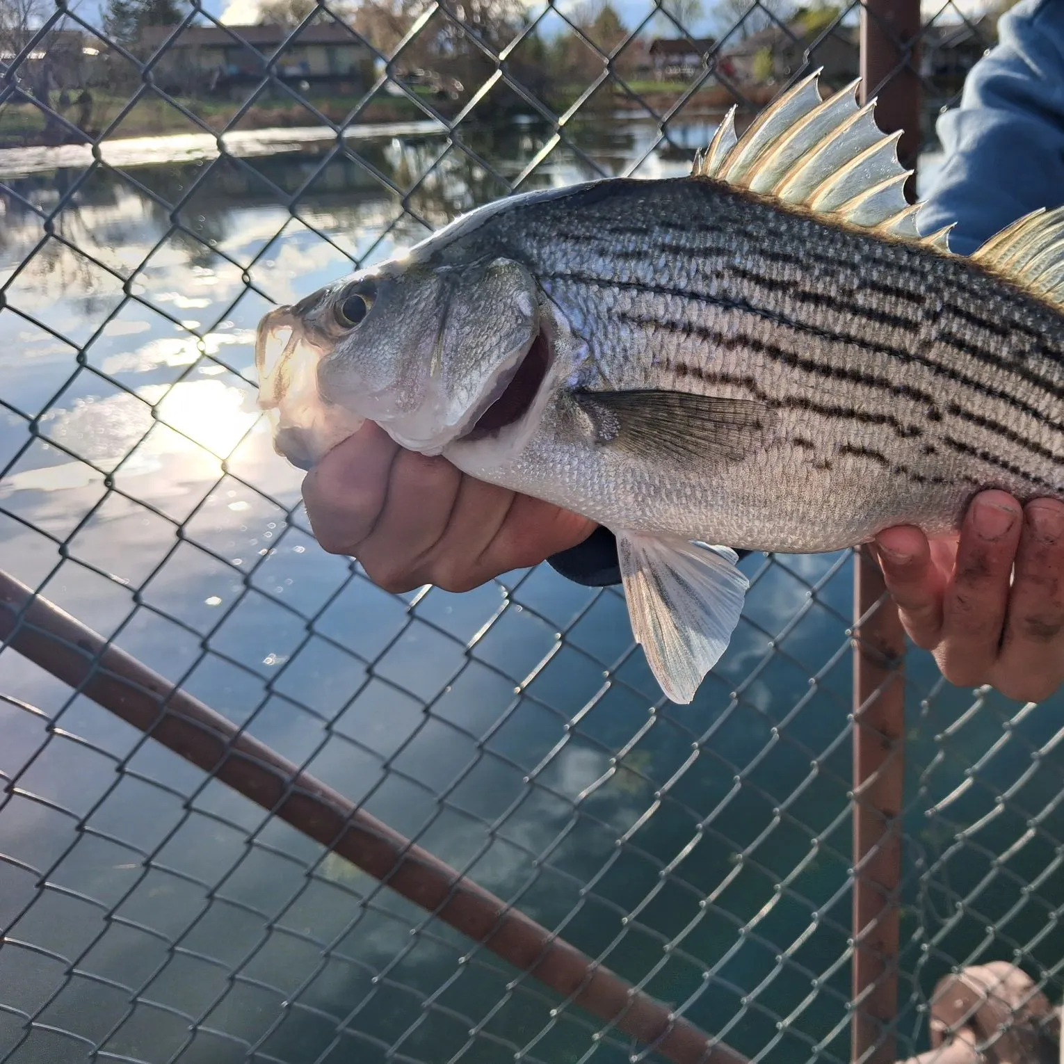 The most recent Hybrid striped bass catches on Fishbrain