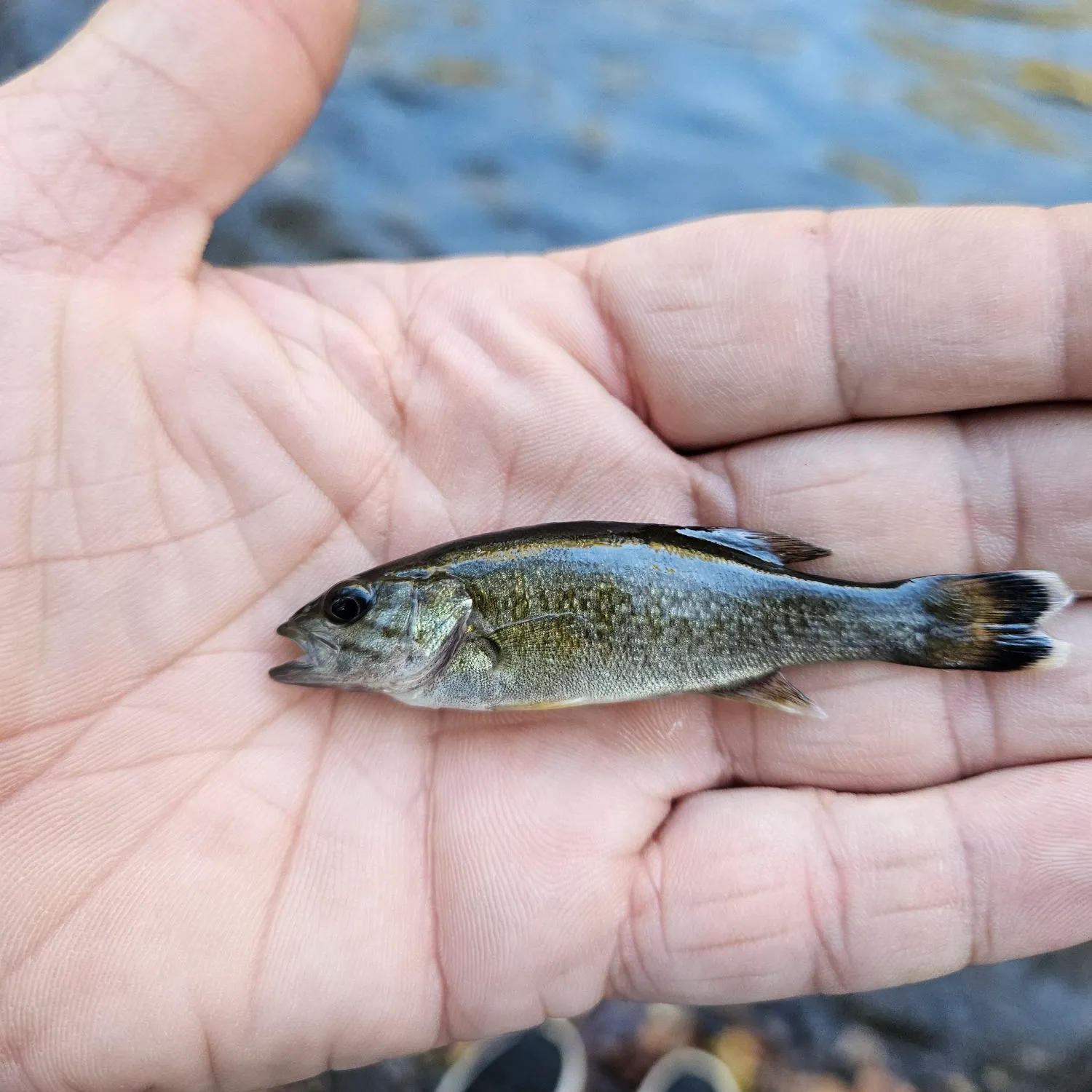 Smallmouth bass caught on Fishbrain