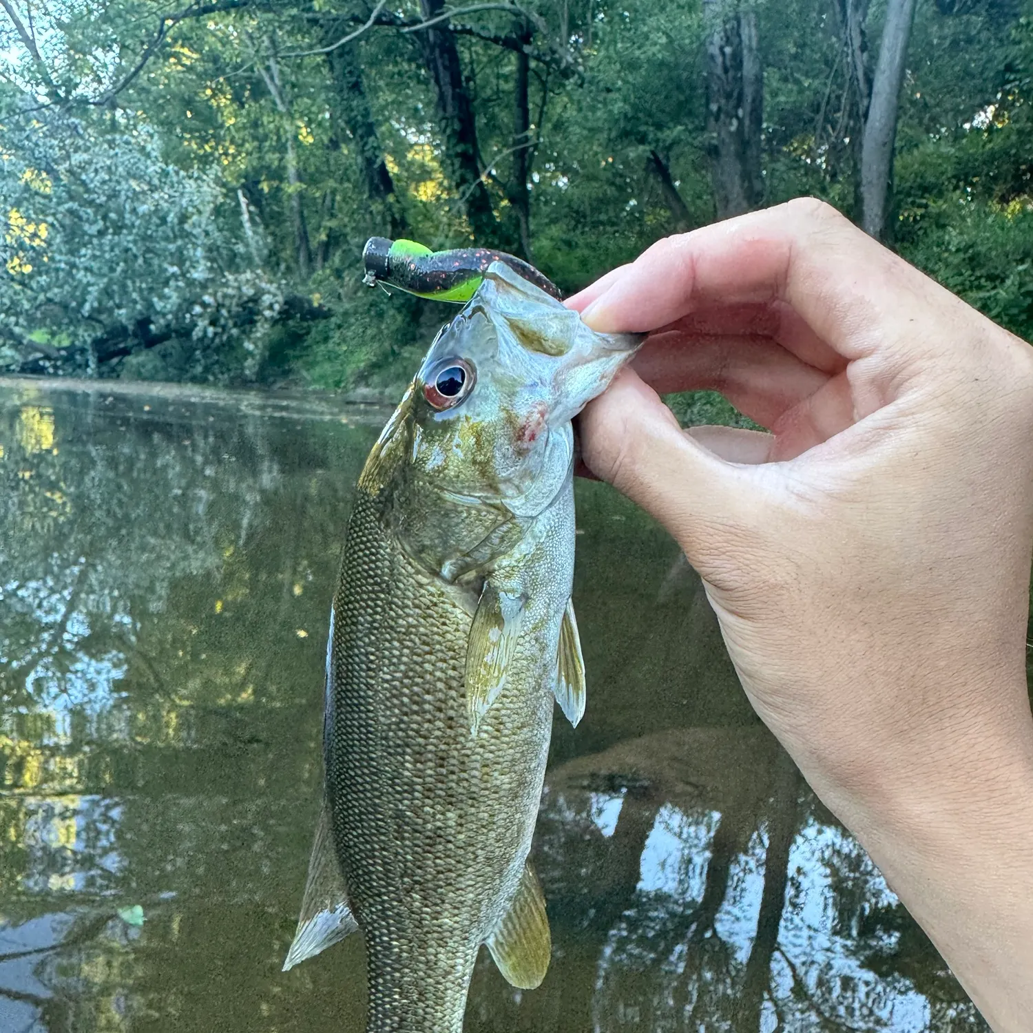 Smallmouth bass caught on Fishbrain
