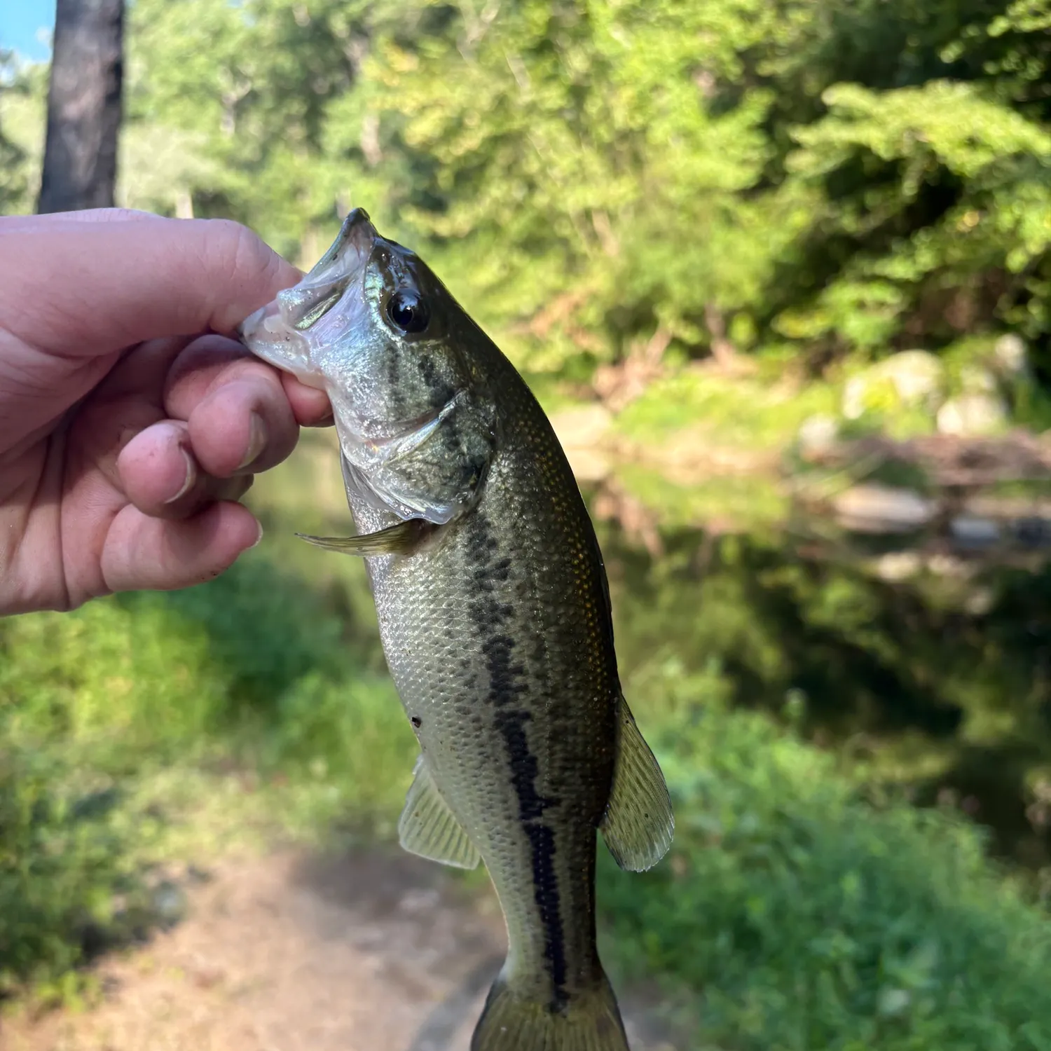 Largemouth bass caught on Fishbrain
