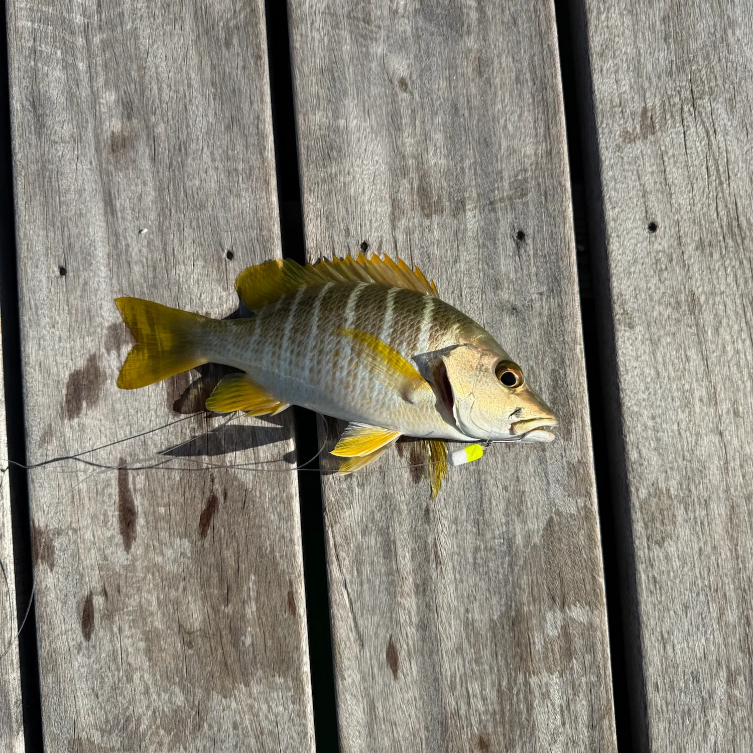 The most recent Schoolmaster snapper catches on Fishbrain