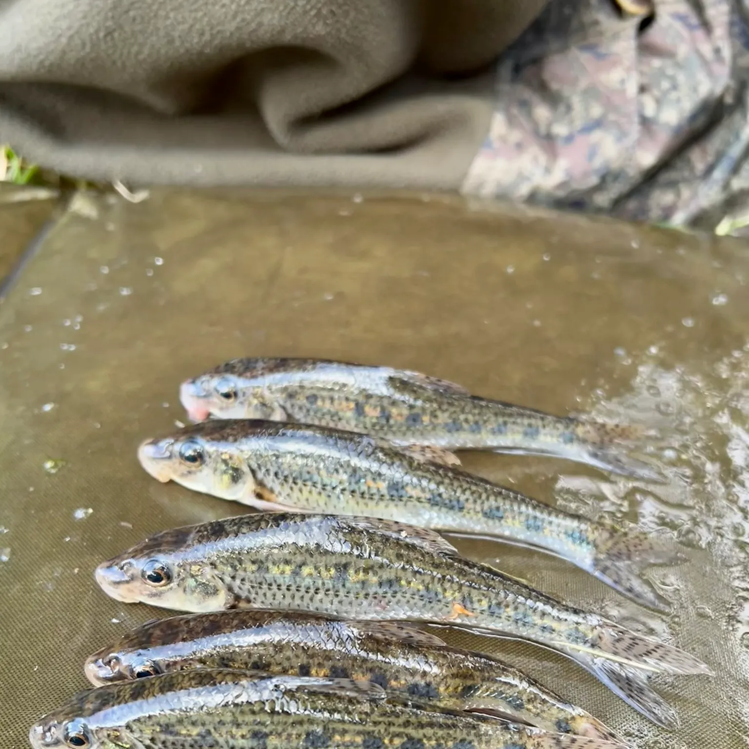 The most popular recent Gudgeon catch on Fishbrain