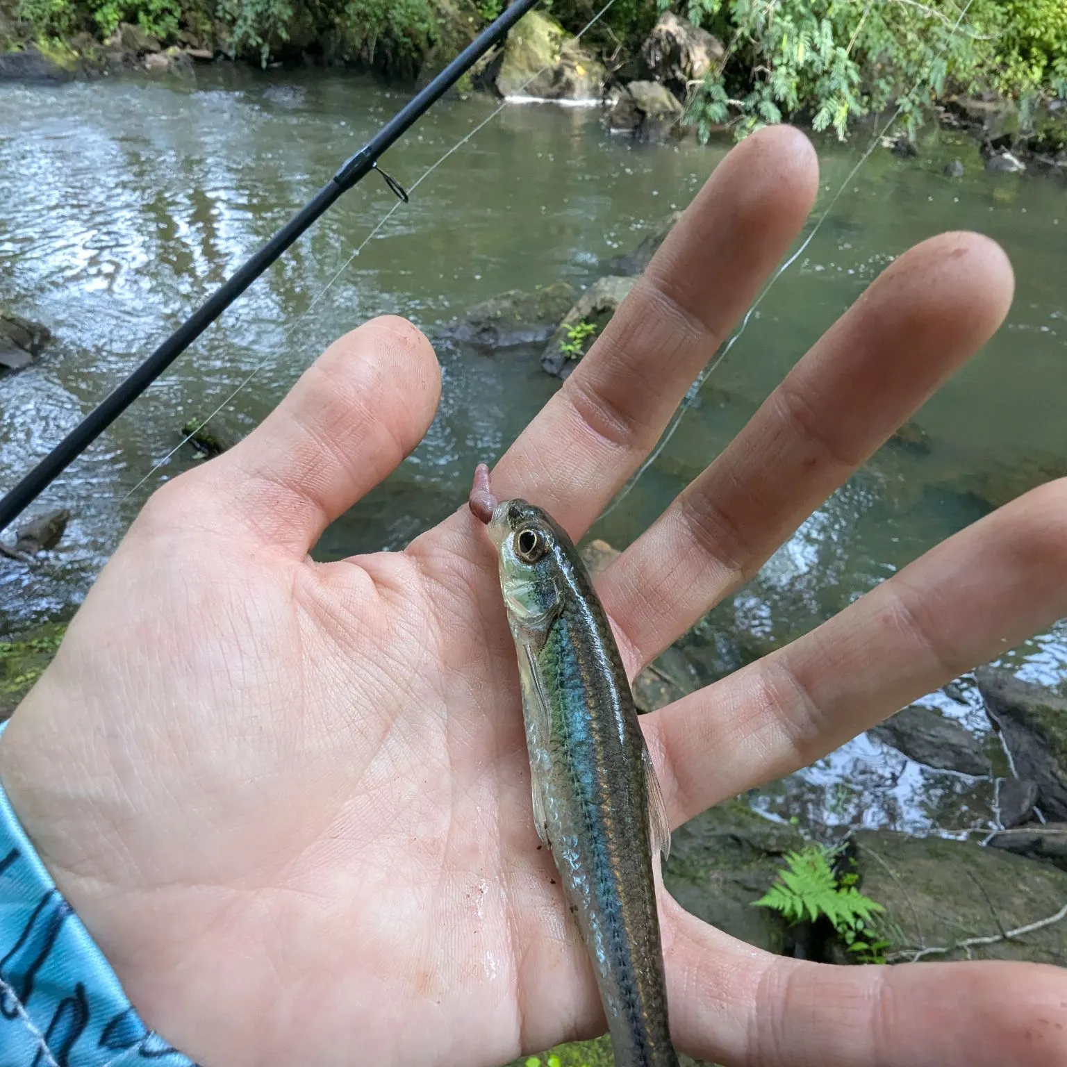 The most recent Spottail shiner catches on Fishbrain