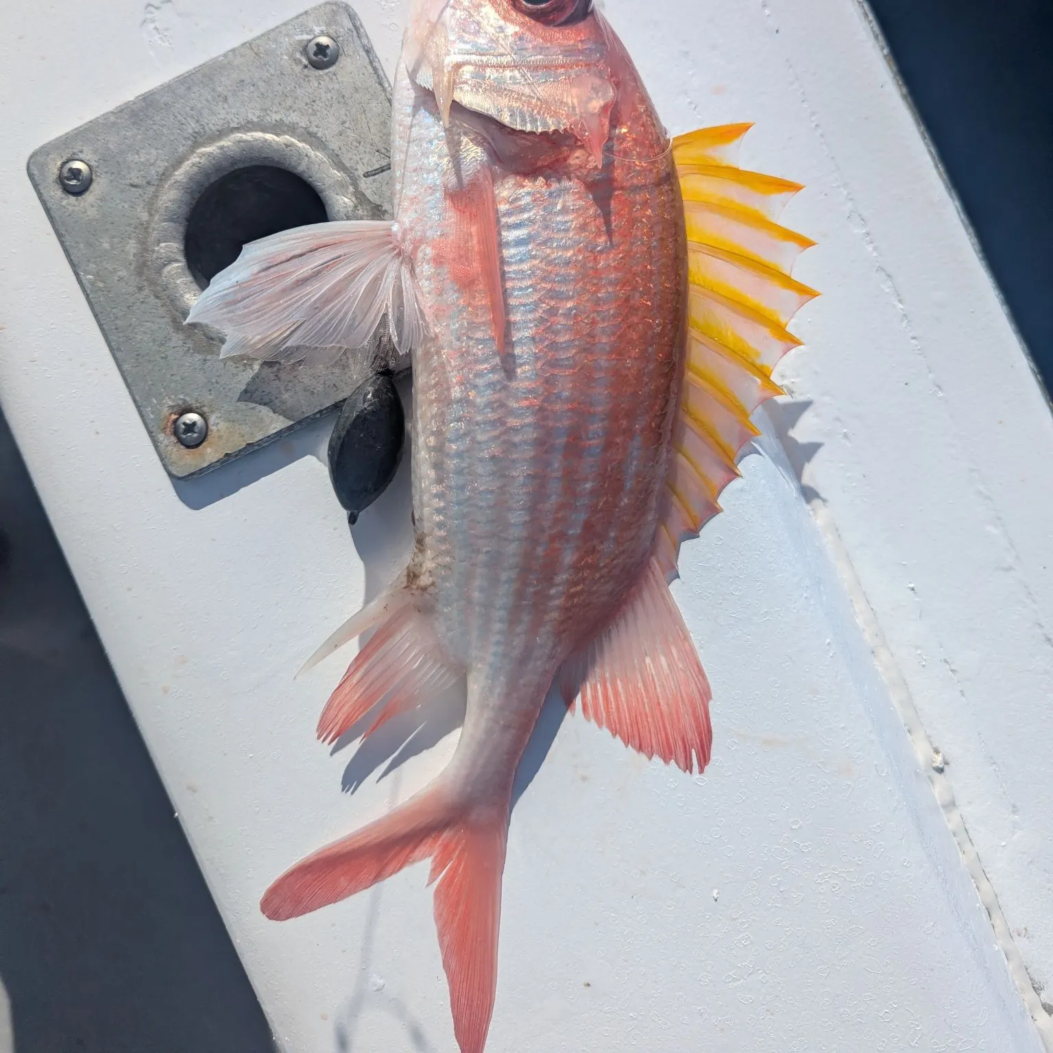 The most recent Common squirrelfish catches on Fishbrain