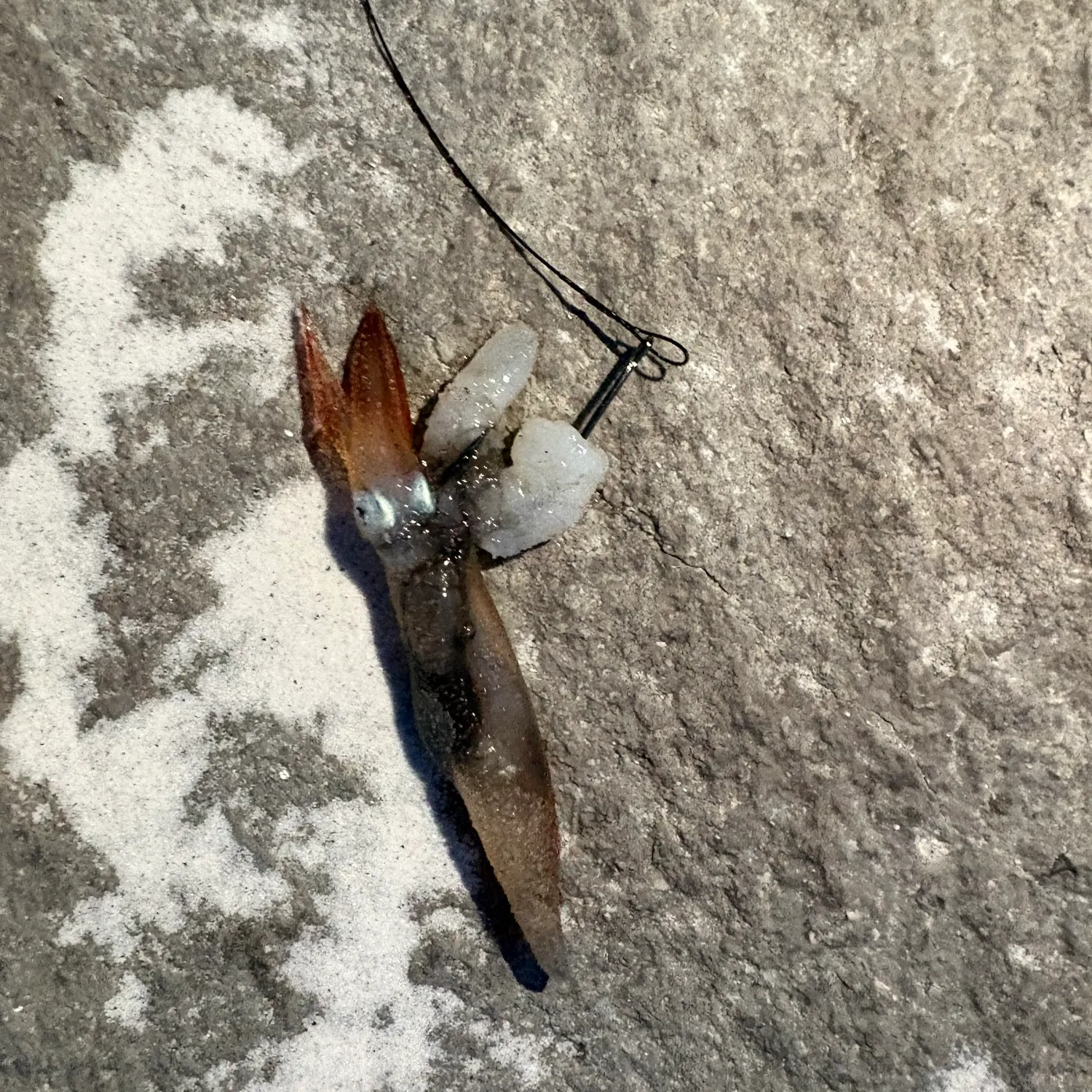 The most recent Bigfin reef squid catches on Fishbrain