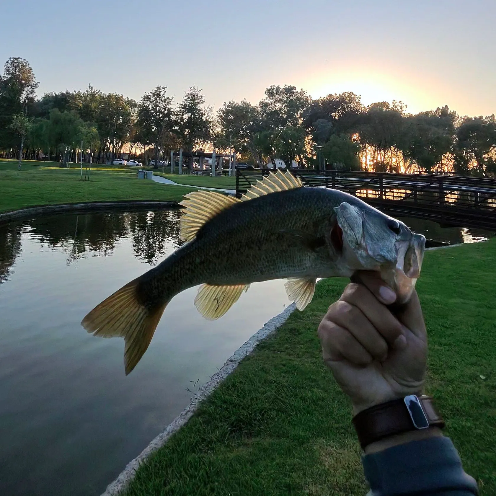 catch