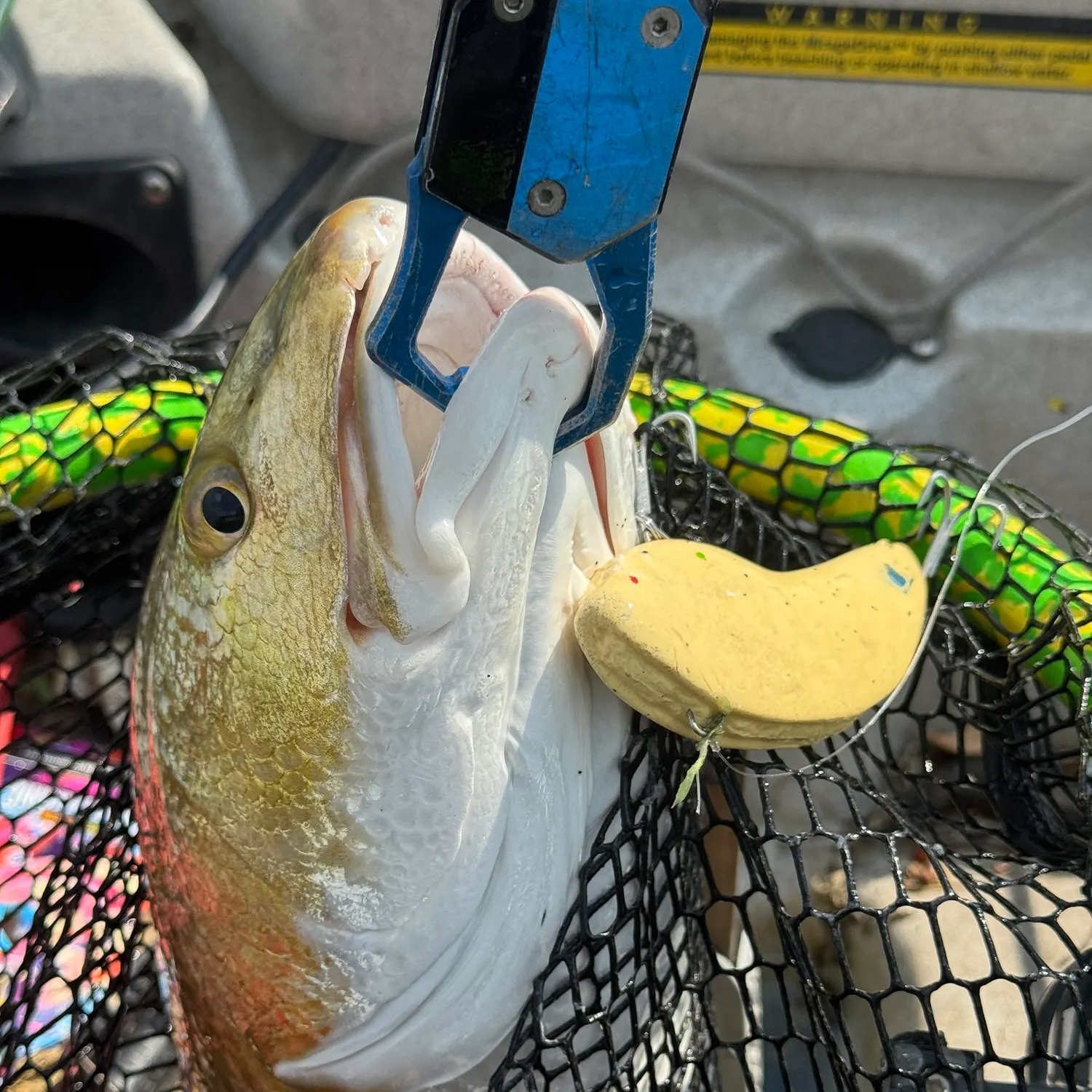 Red drum caught on Fishbrain