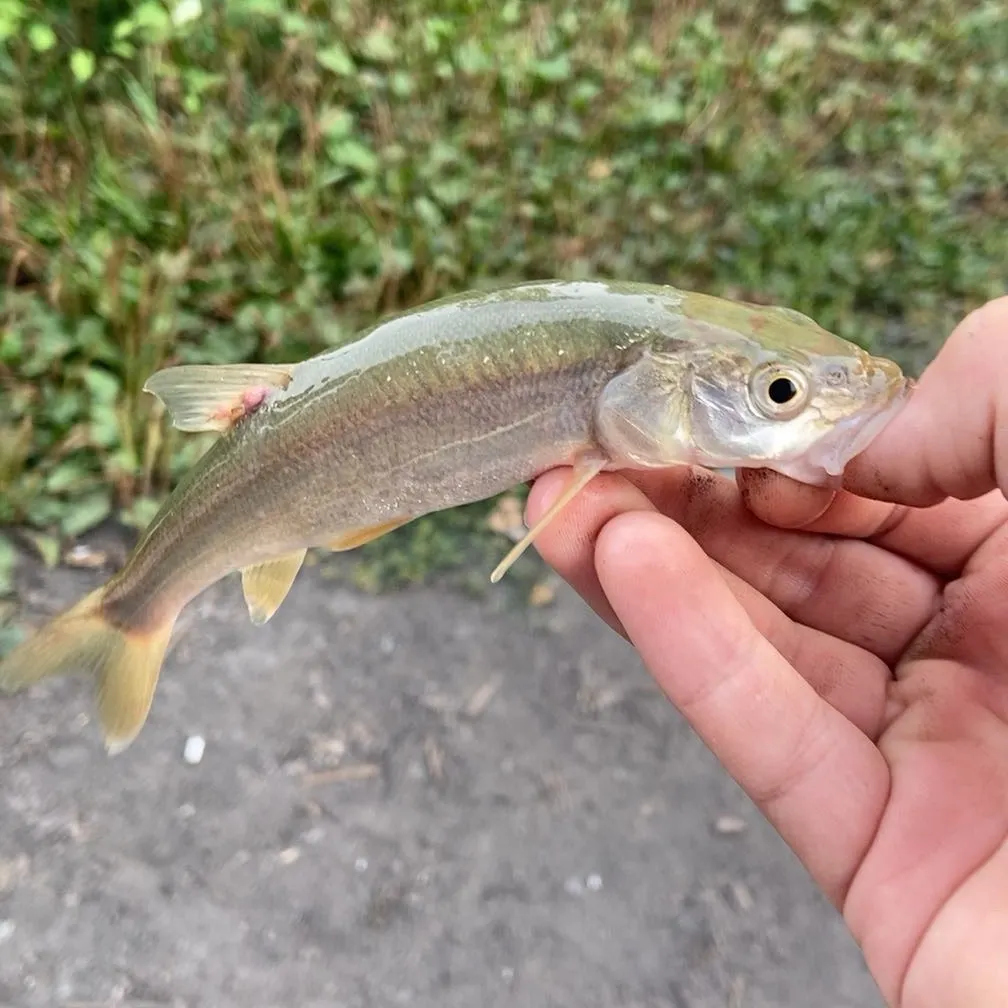 Northern pikeminnow caught on Fishbrain