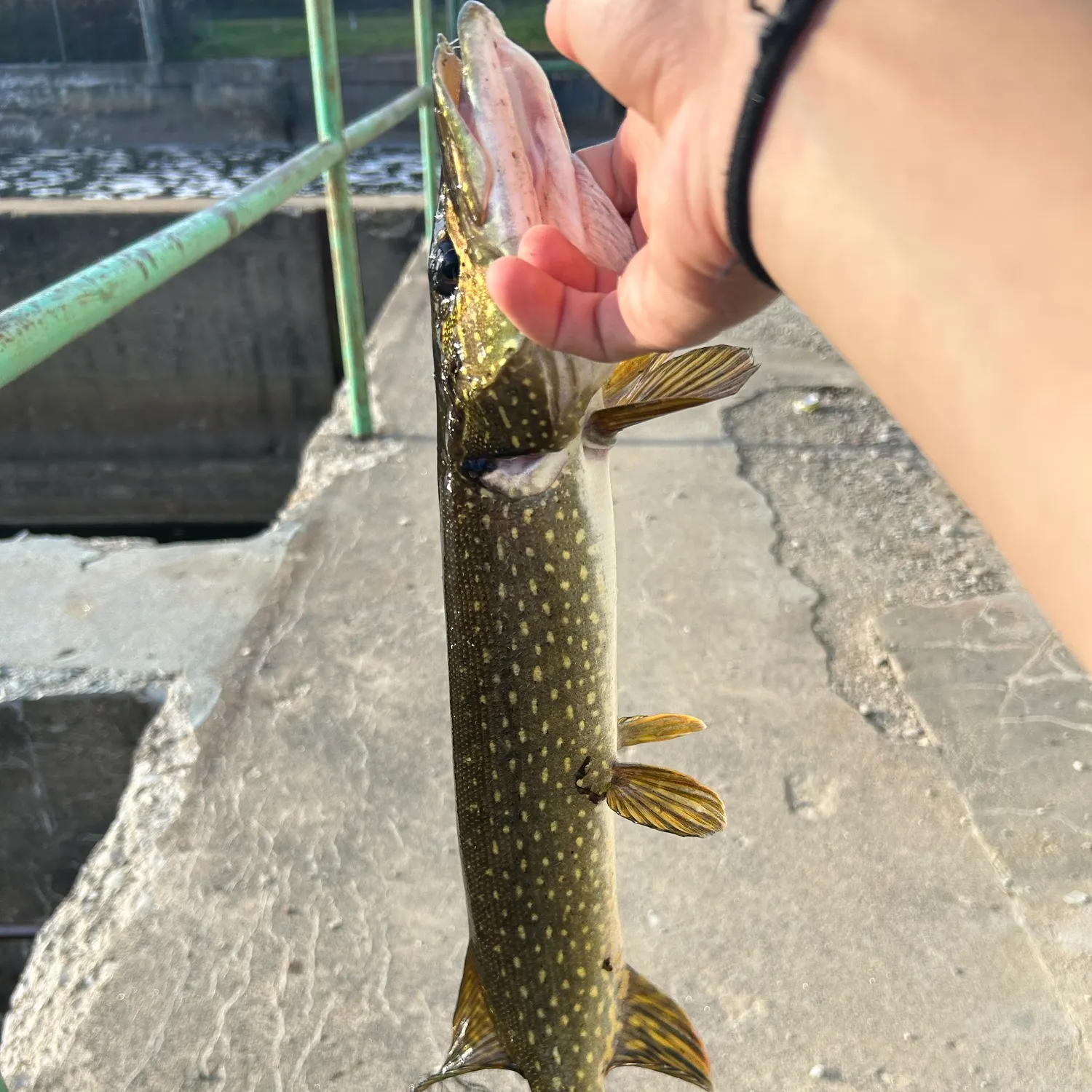 Northern pike caught on Fishbrain