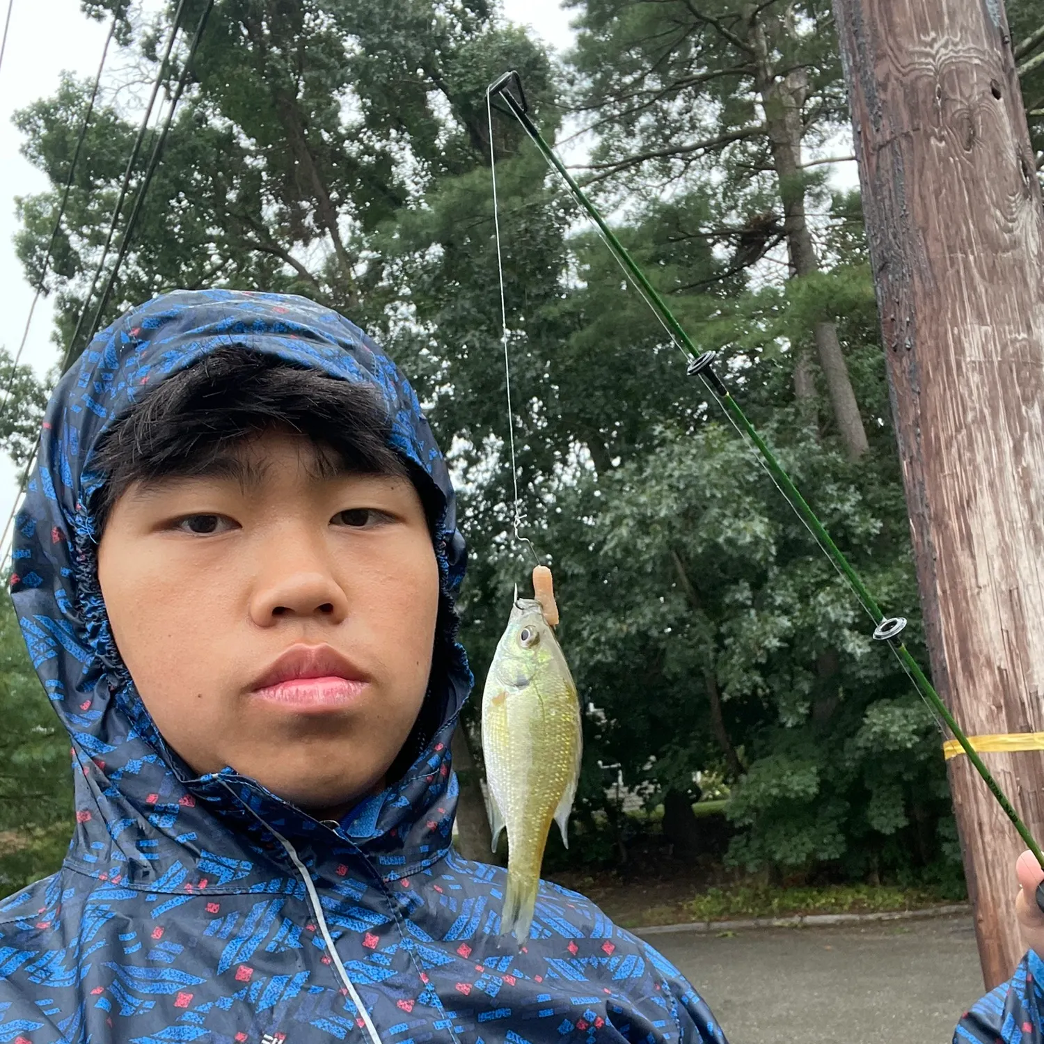 Bluegill caught on Fishbrain